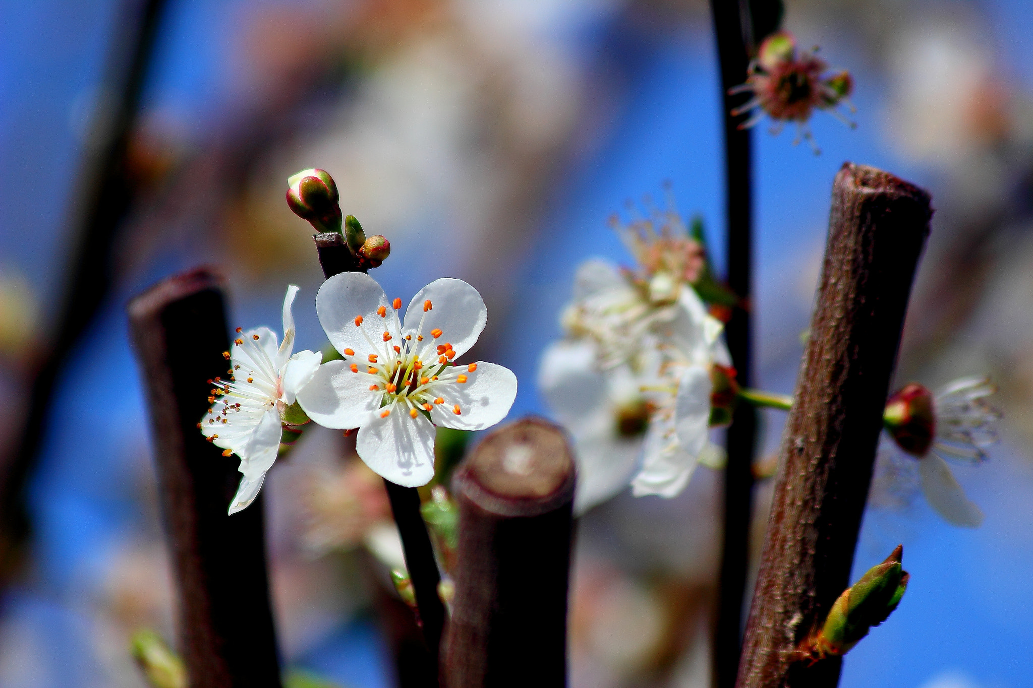 Canon EF 70-300mm F4-5.6 IS USM sample photo. Flor ciruelo photography