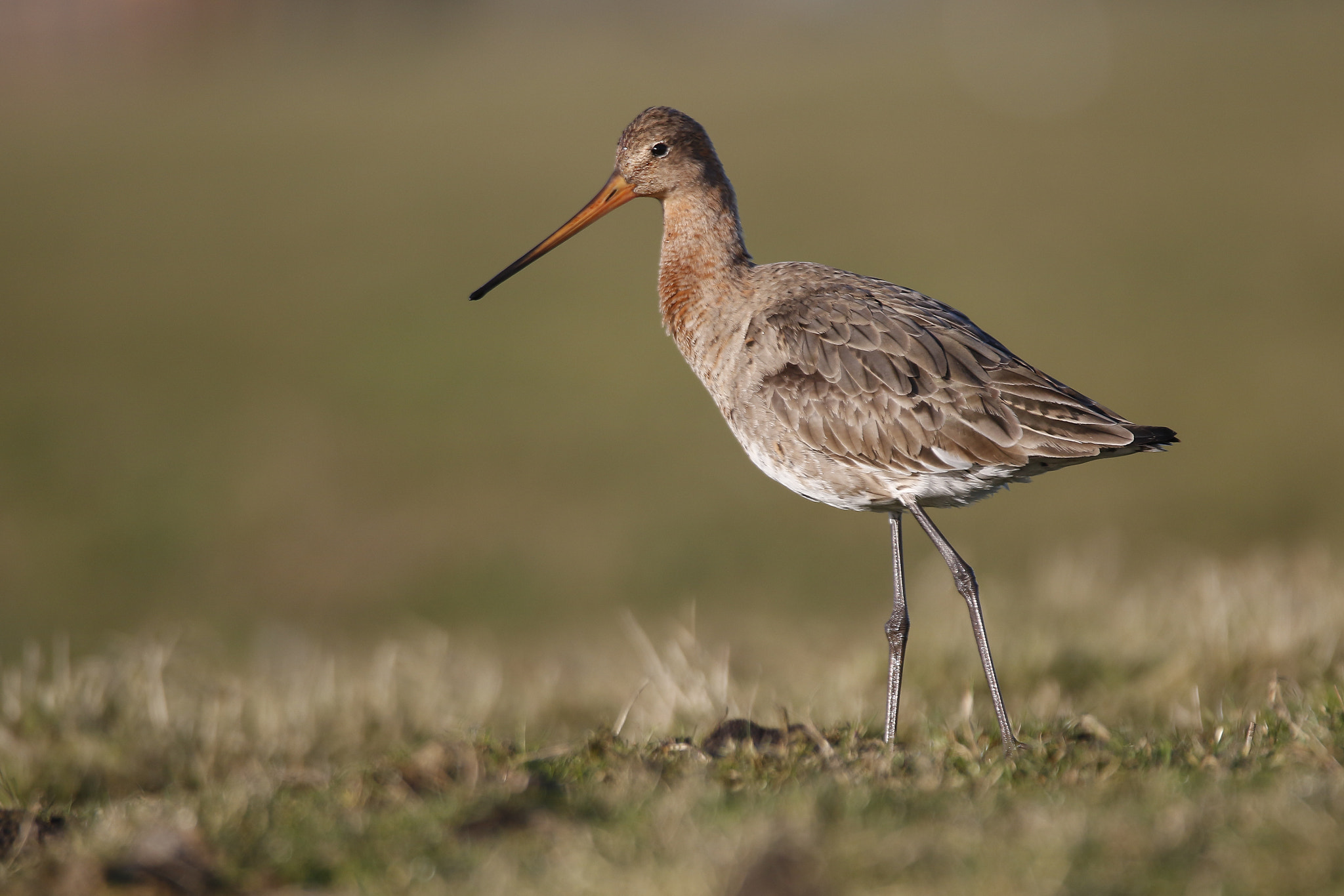 150-600mm F5-6.3 DG OS HSM | Sports 014 sample photo. Black-tailed godwit photography