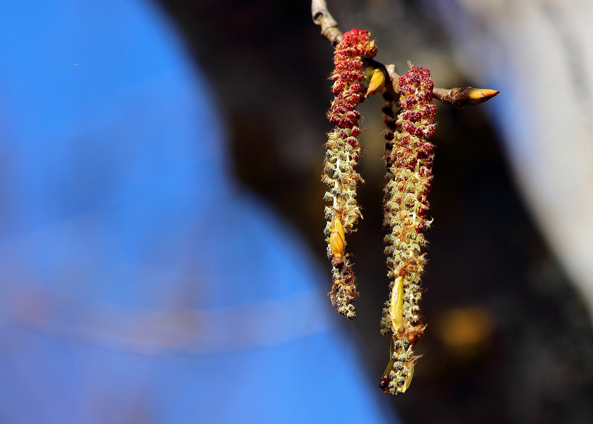 Canon EF 70-300mm F4-5.6 IS USM sample photo. Flor de chopo photography