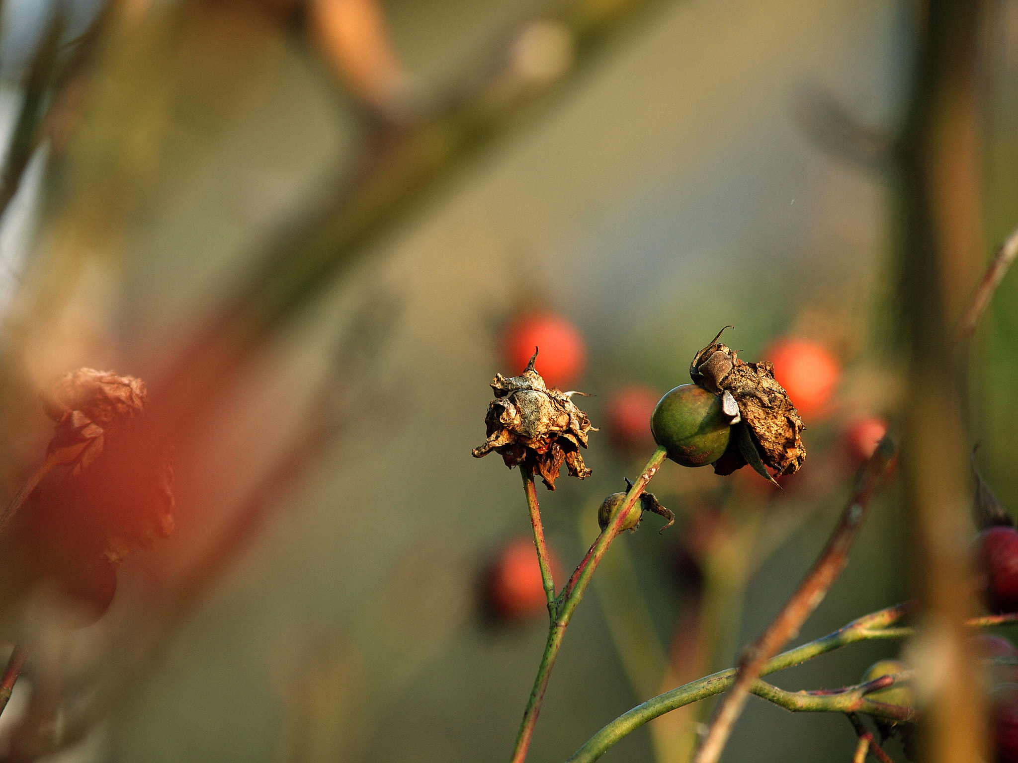 Olympus Zuiko Digital ED 40-150mm F4.0-5.6 sample photo. Hibernation photography