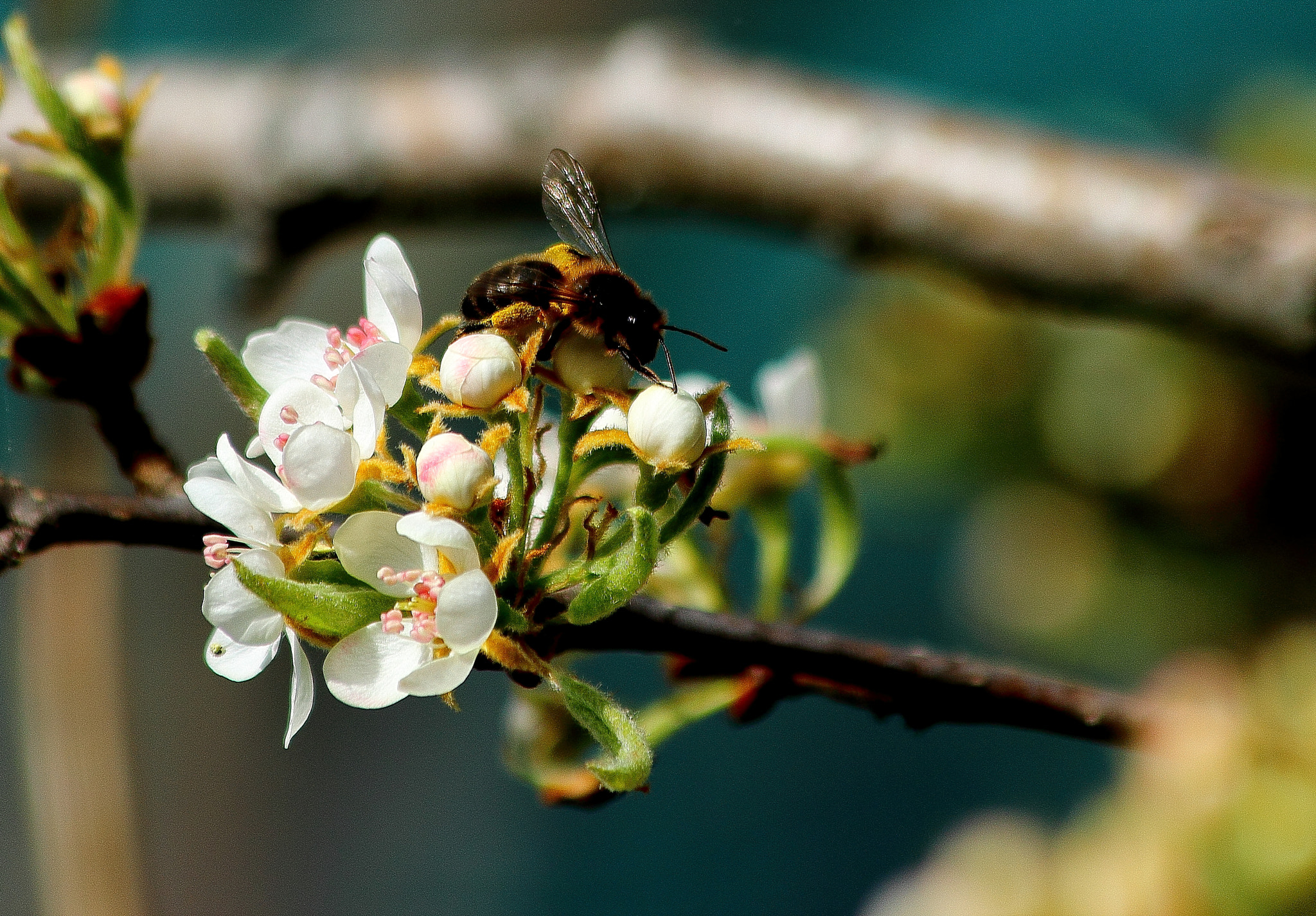 Canon EF 70-300mm F4-5.6 IS USM sample photo. Flor de peral photography