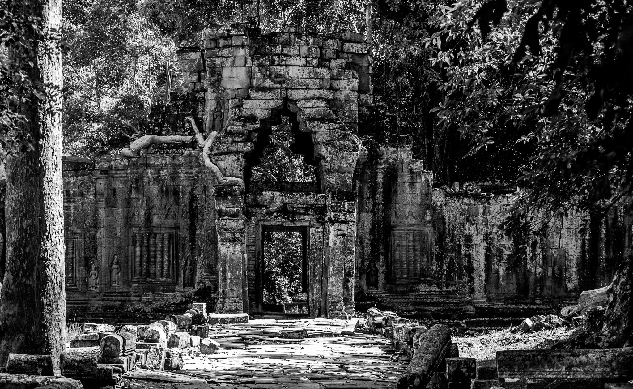 Olympus E-5 sample photo. Jungle takeover photography