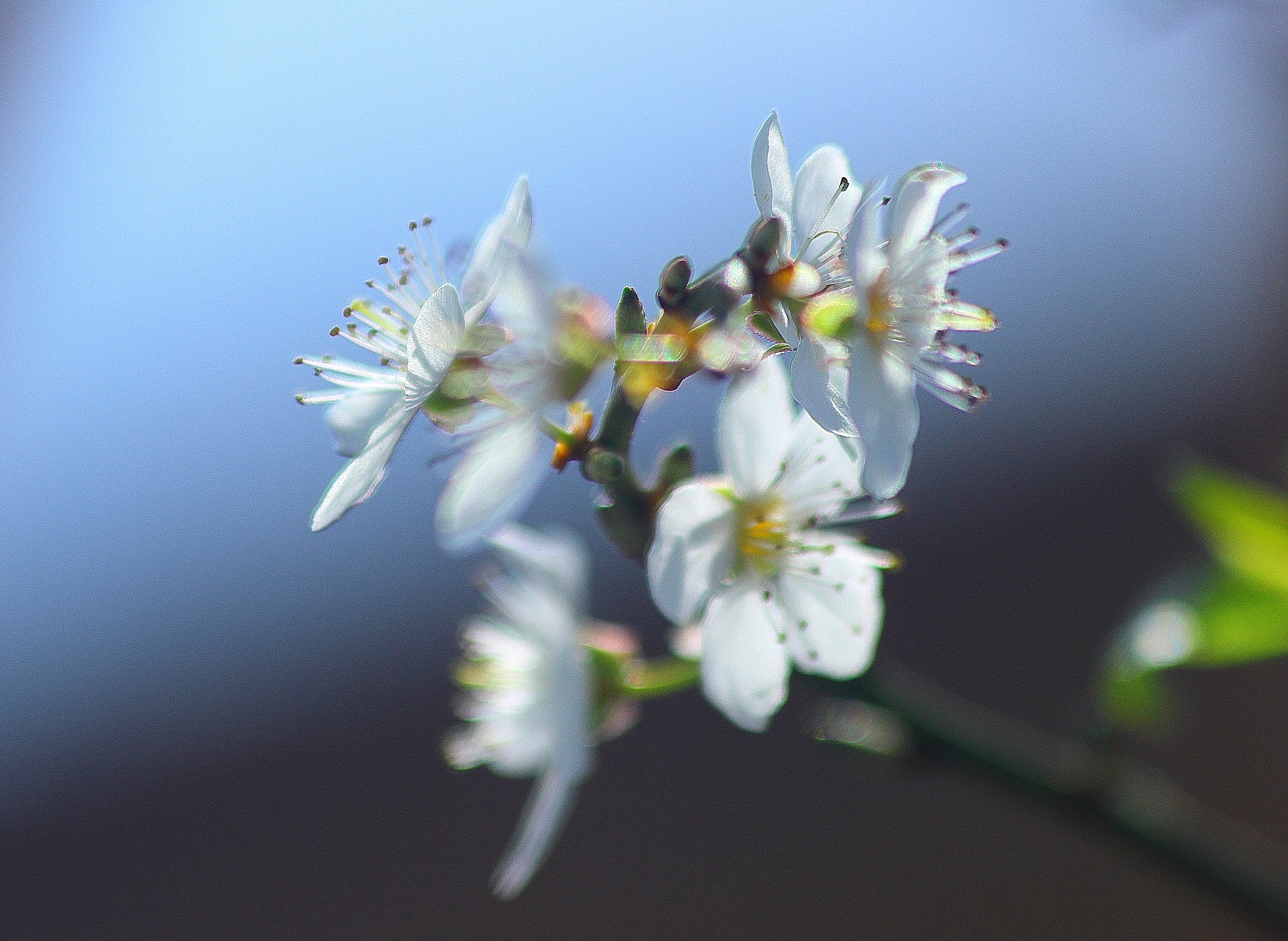 Canon EF 70-300mm F4-5.6 IS USM sample photo. Flor difuninada photography
