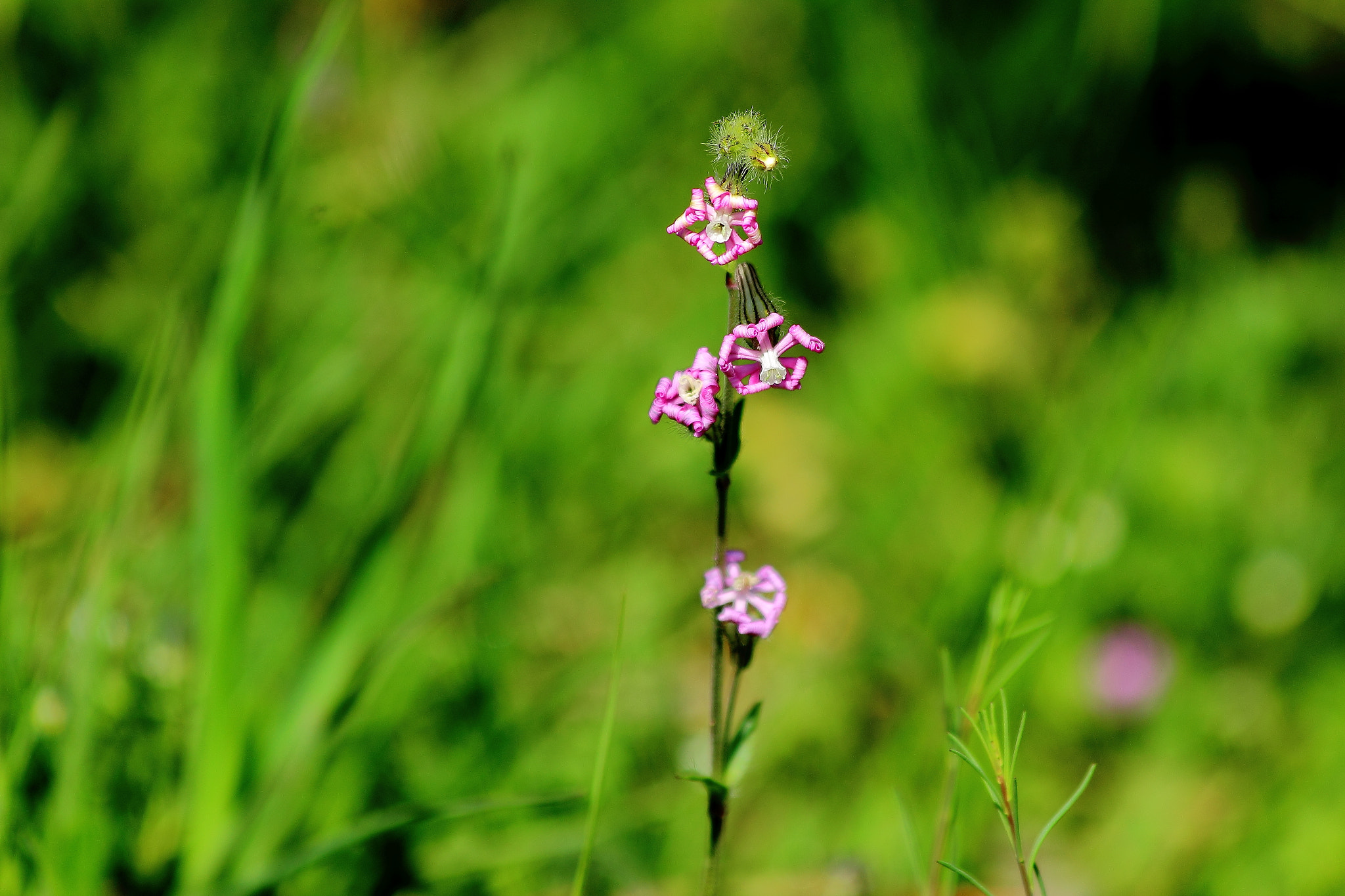 Canon EF 70-300mm F4-5.6 IS USM sample photo. Flor morada photography
