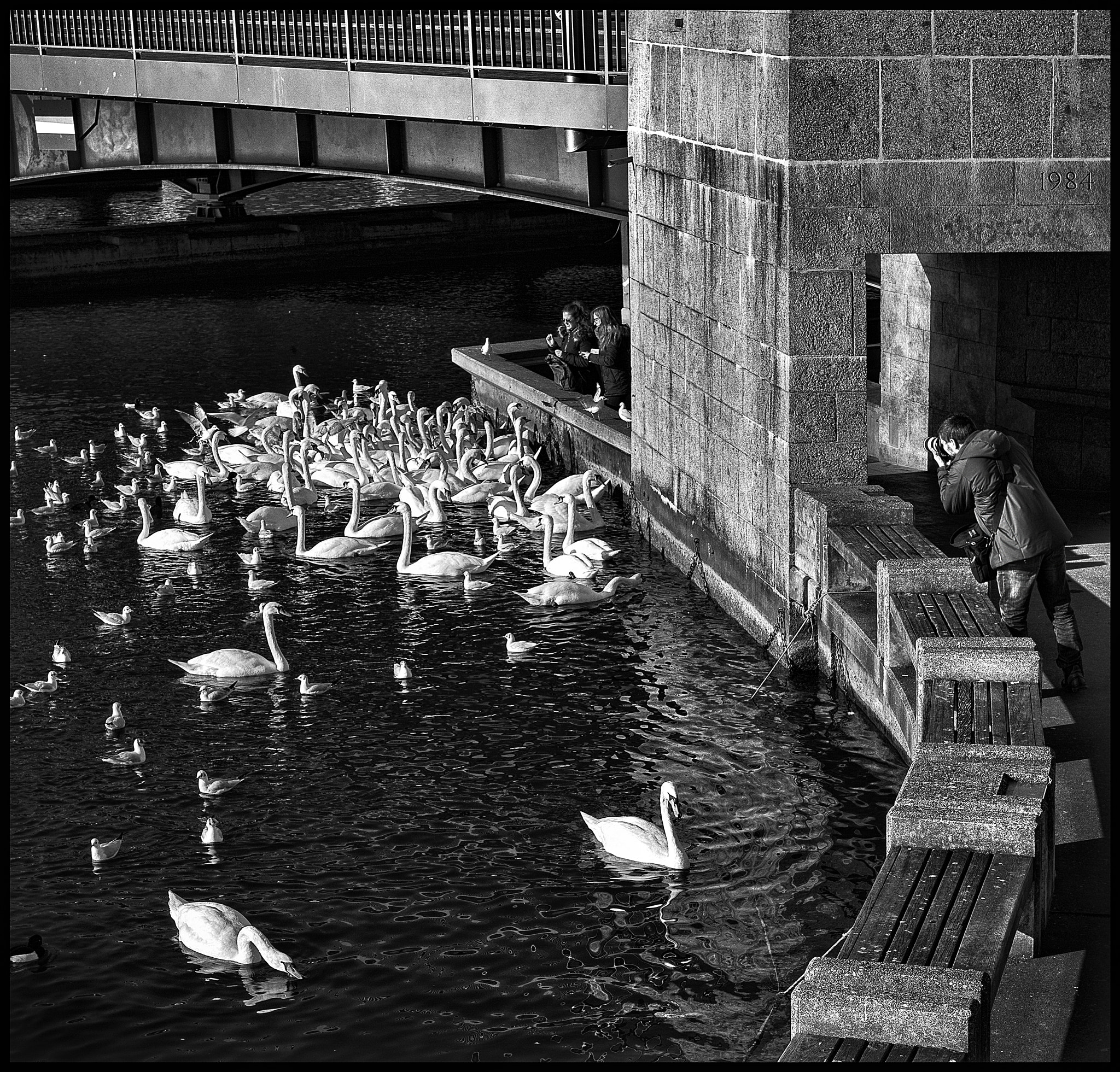 Leica Noctilux-M 50mm F0.95 ASPH sample photo. Photographing the swans of the lake.... photography