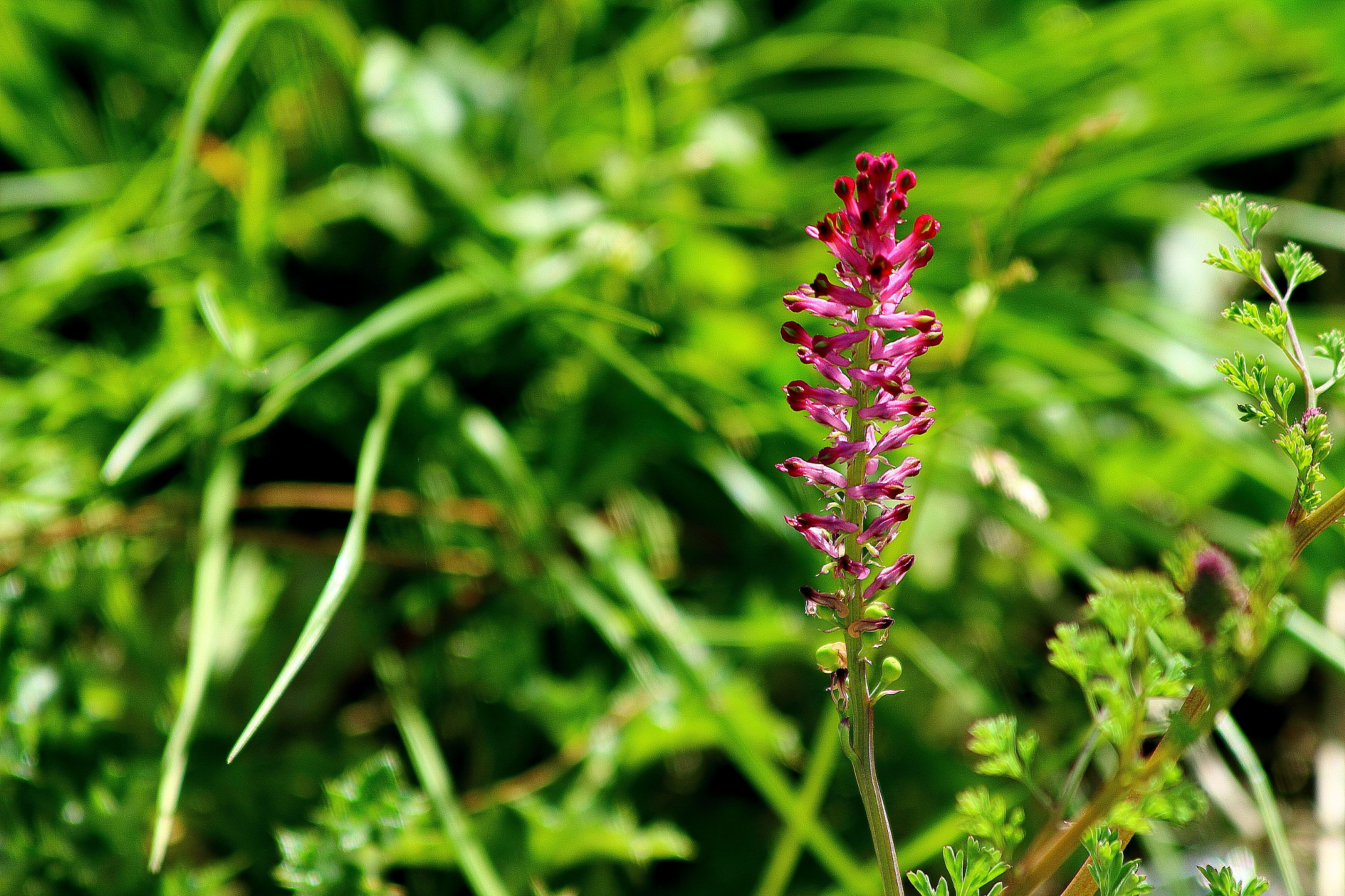 Canon EF 70-300mm F4-5.6 IS USM sample photo. Flor morada photography