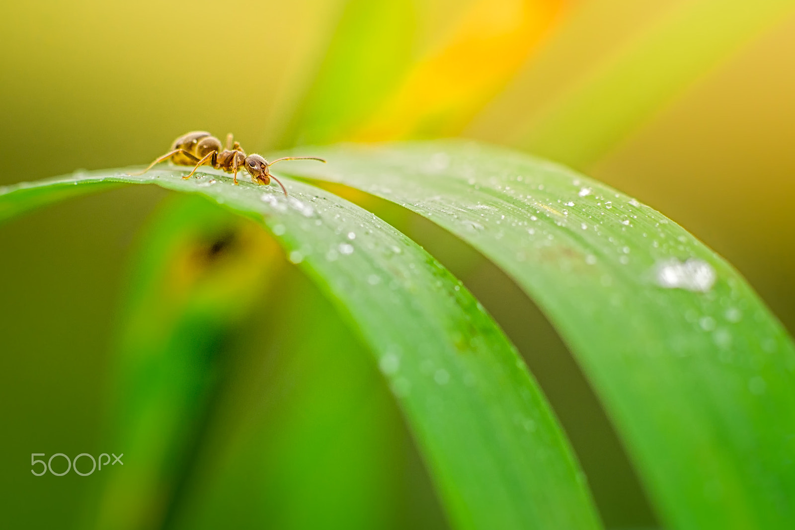 Sigma 90mm 2.8 Macro sample photo. Slippery slope photography