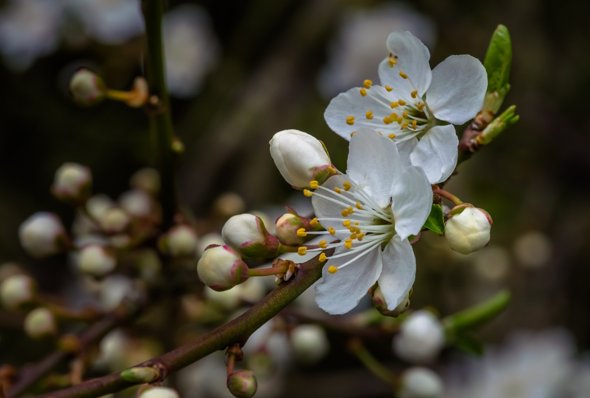 Nikon D5300 + Tokina AT-X Pro 100mm F2.8 Macro sample photo. Blackthorn blossom photography