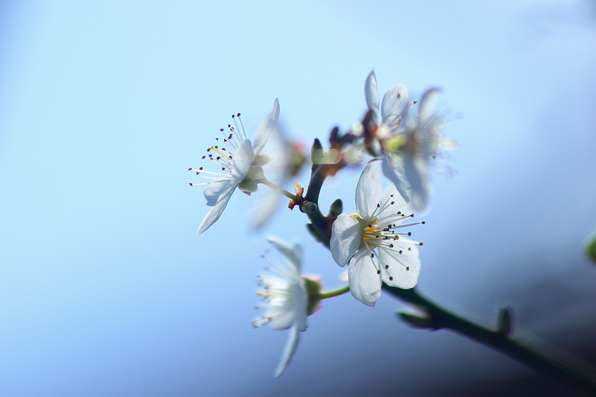 Canon EF 70-300mm F4-5.6 IS USM sample photo. Flor translucida photography