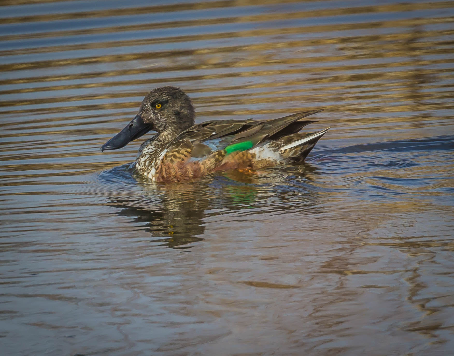 Canon EOS 600D (Rebel EOS T3i / EOS Kiss X5) sample photo. Male shoveler duck photography