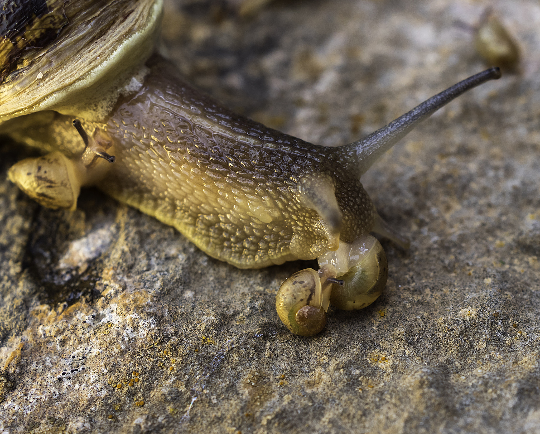 Olympus OM-D E-M5 II + Olympus M.Zuiko Digital ED 30mm F3.5 Macro sample photo. The snail family photography