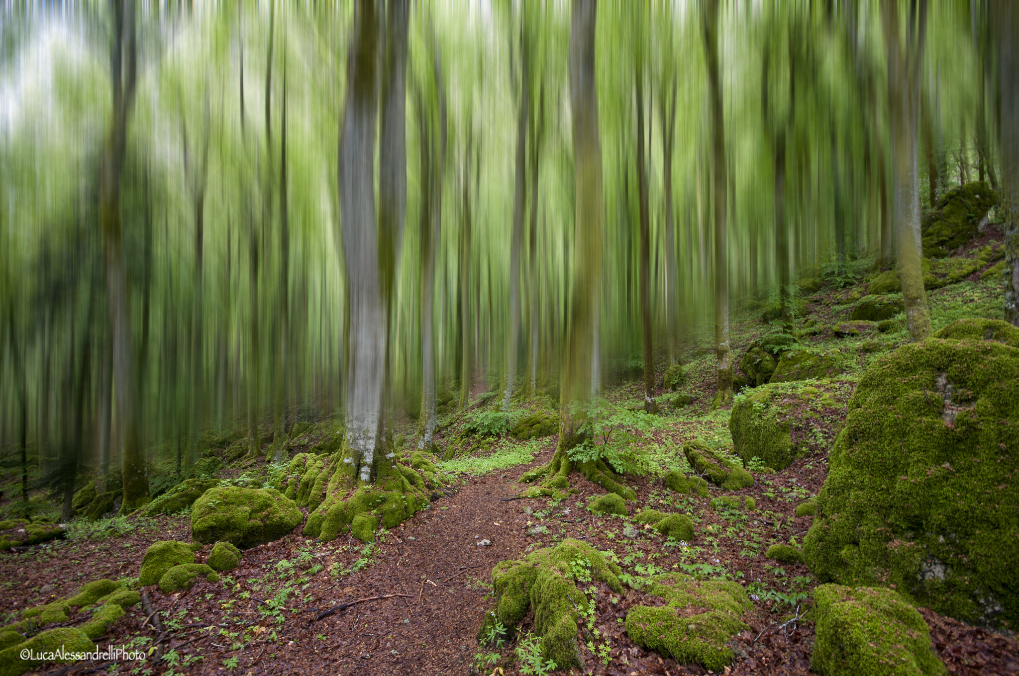 Sigma 10-20mm F4-5.6 EX DC HSM sample photo. Green fire photography