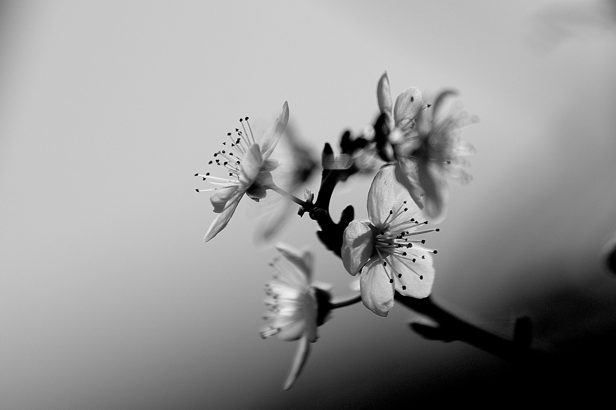 Canon EF 70-300mm F4-5.6 IS USM sample photo. Flor translucida photography