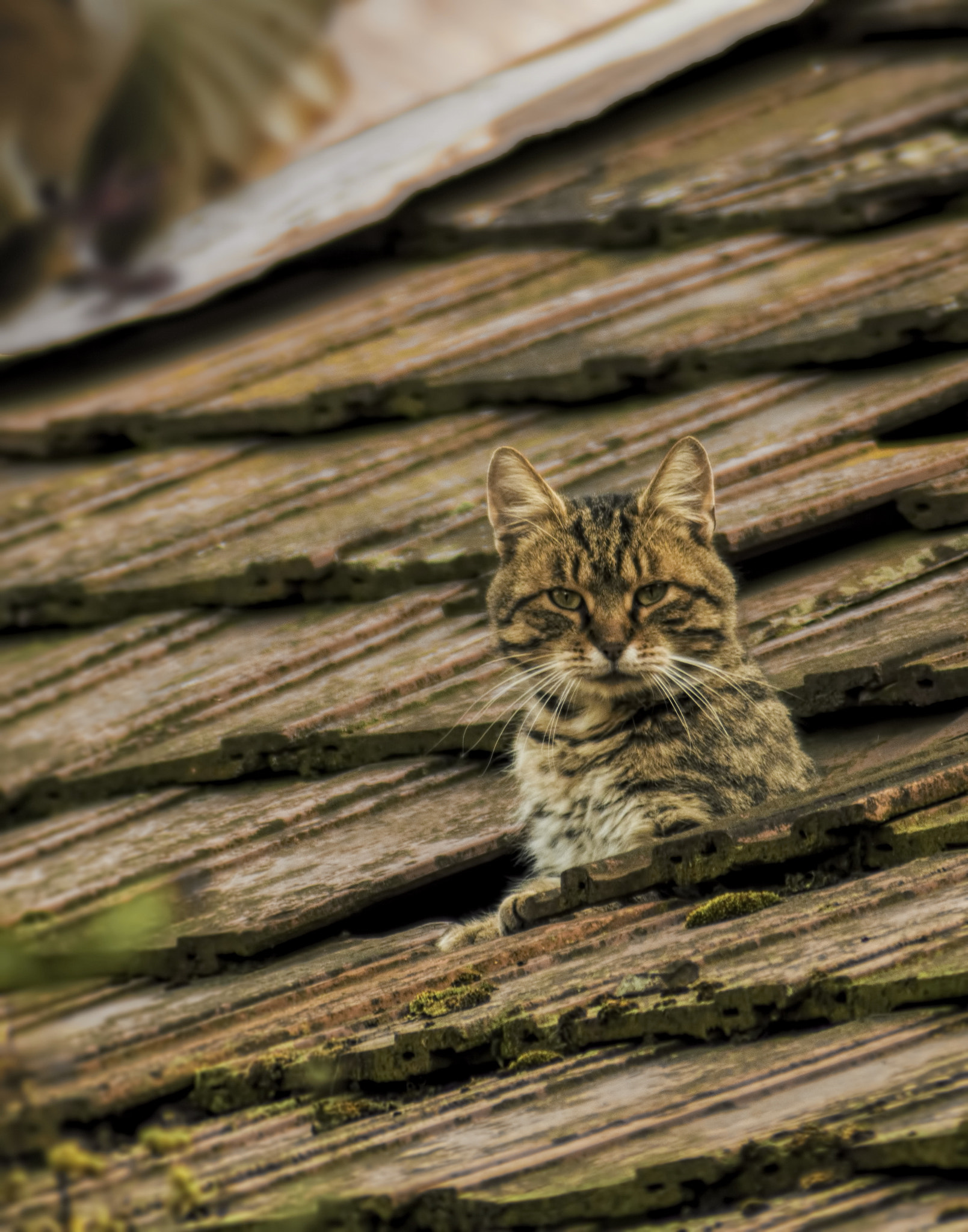 Nikon D3200 sample photo