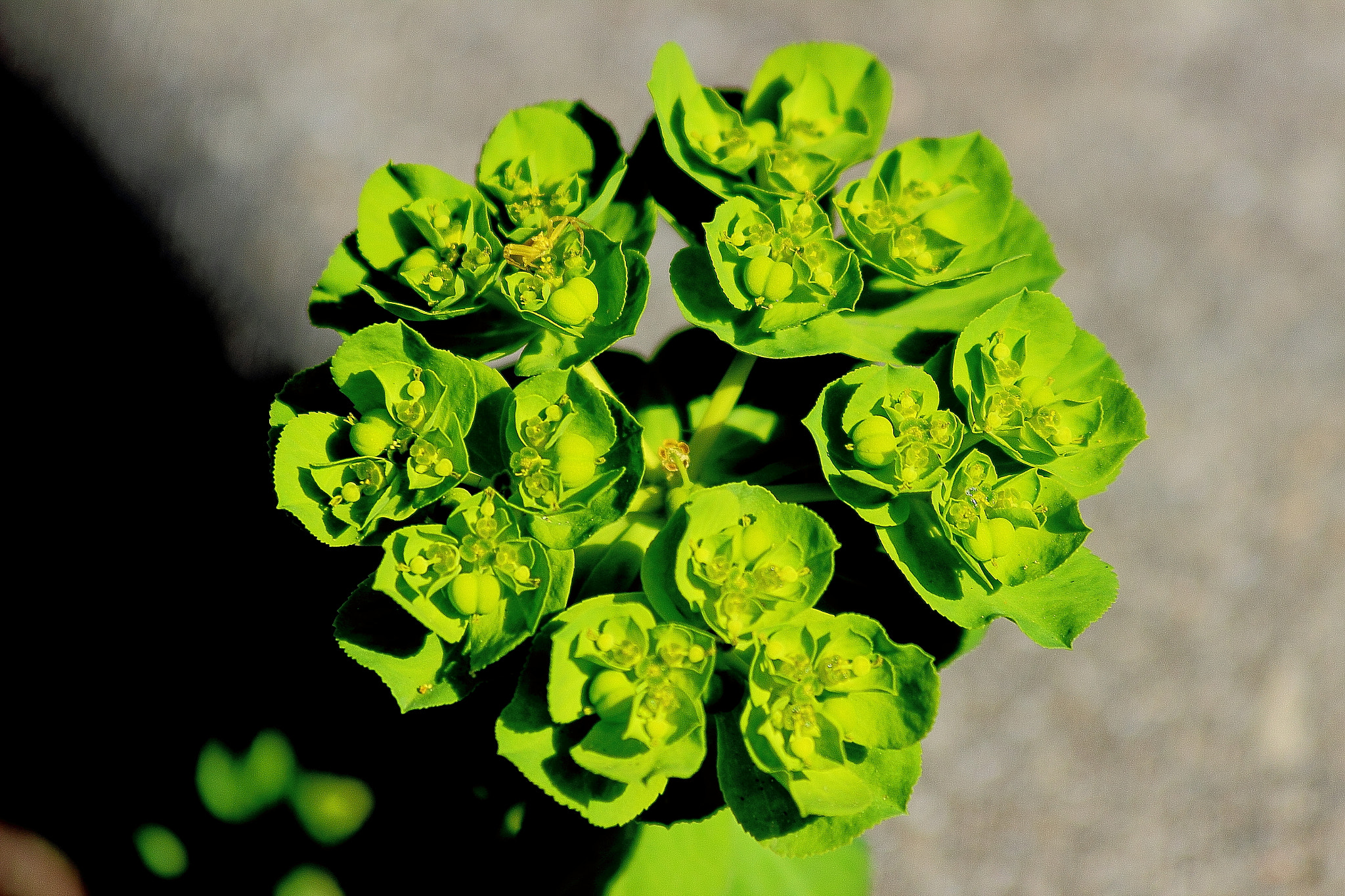 Canon EF 70-300mm F4-5.6 IS USM sample photo. Flor verde photography