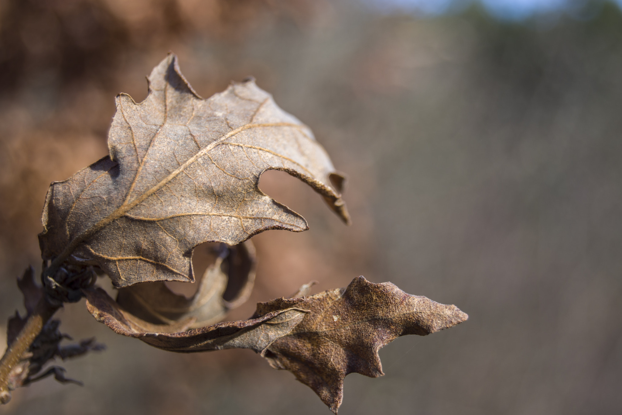 Nikon D7200 sample photo. Oak dry leaf photography