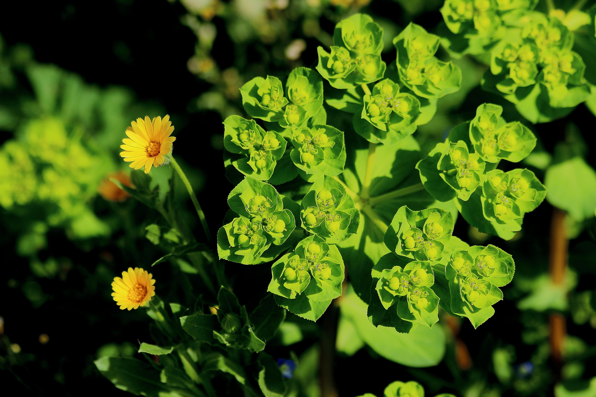 Canon EF 70-300mm F4-5.6 IS USM sample photo. Flor verde photography
