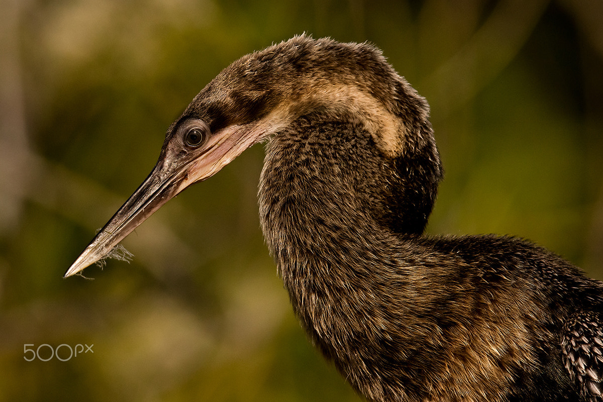 Canon EF 500mm F4L IS II USM sample photo. Anhinga photography