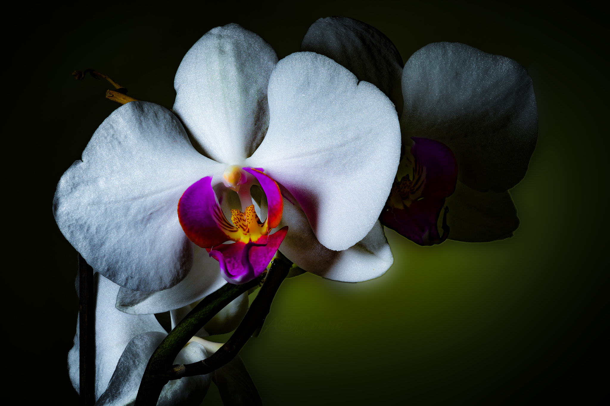 Nikon D5200 + AF-S DX VR Zoom-Nikkor 18-55mm f/3.5-5.6G + 2.8x sample photo. Orchidee photography