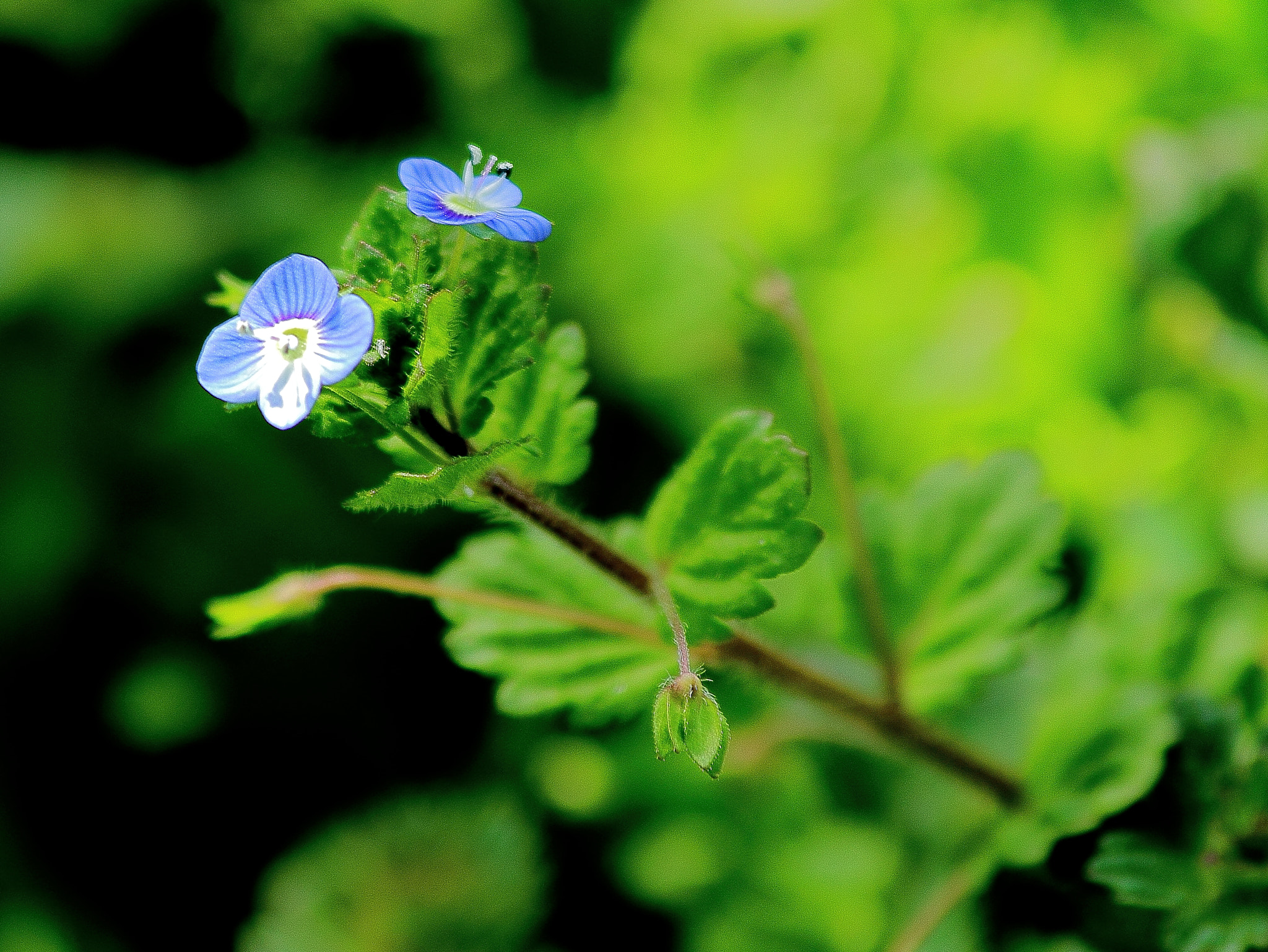 Canon EF 70-300mm F4-5.6 IS USM sample photo. Florecilla azul photography