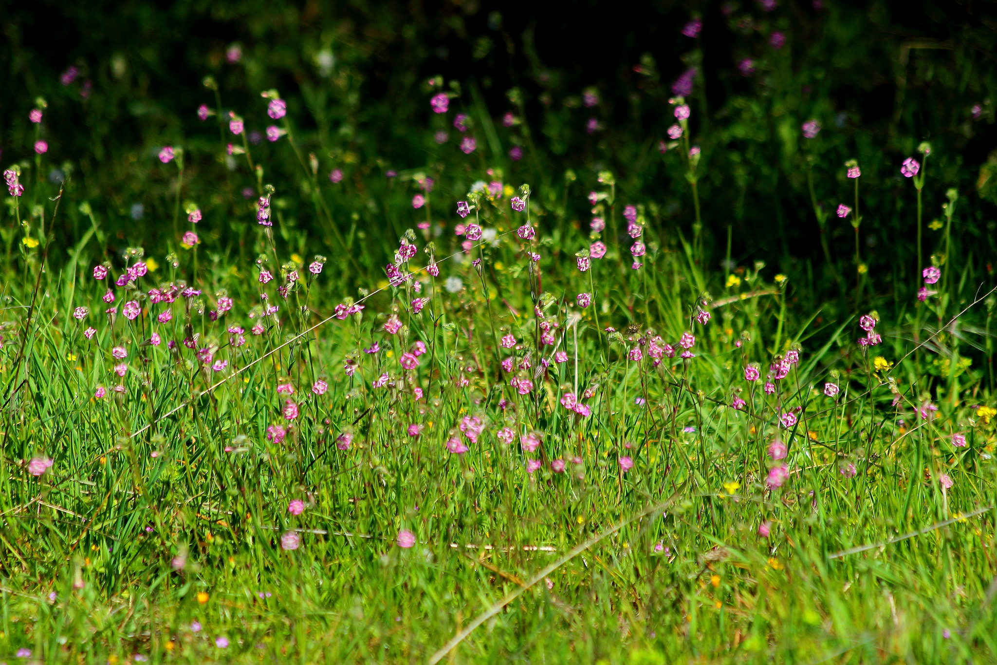 Canon EF 70-300mm F4-5.6 IS USM sample photo. Florecillas photography