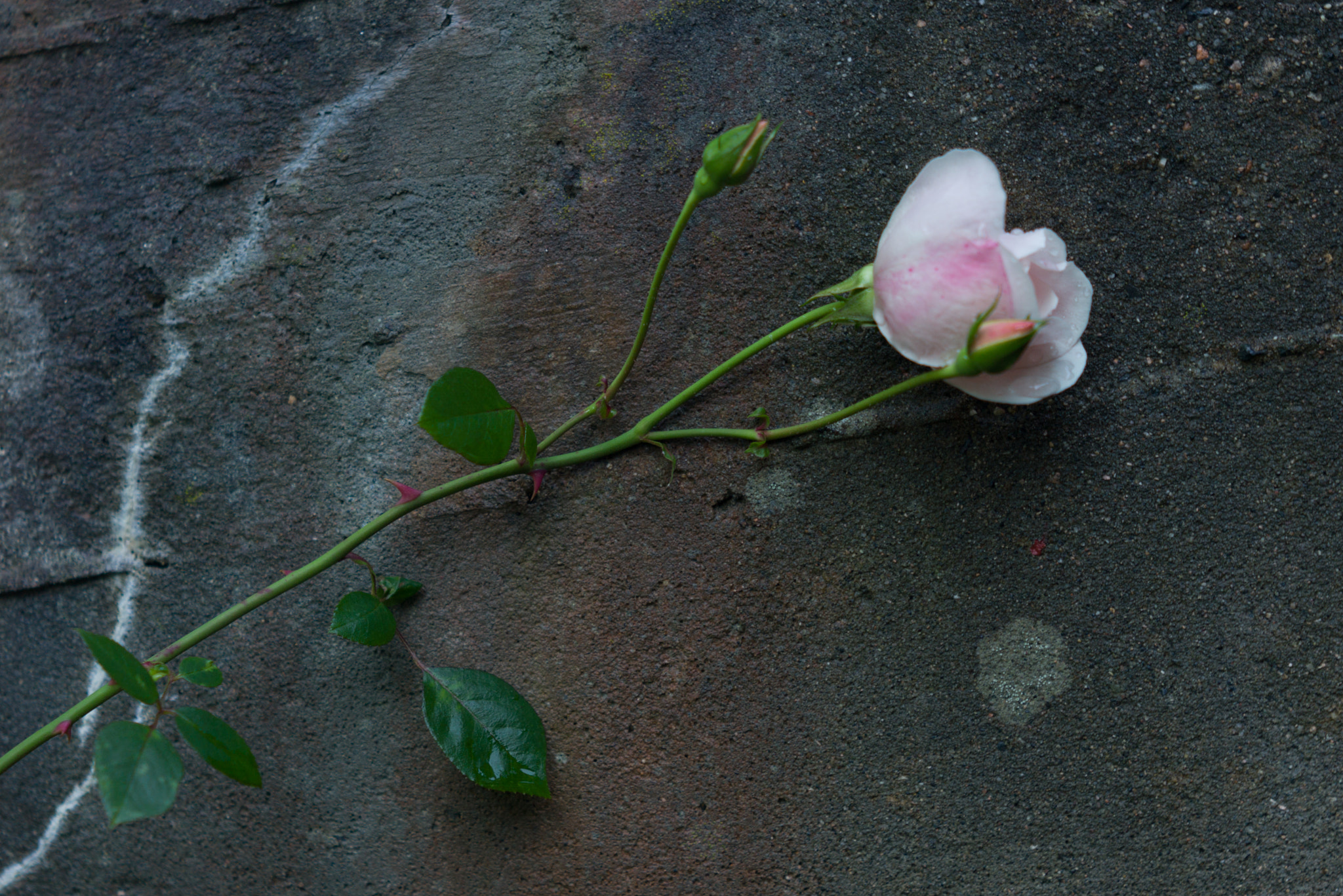 Leica M9 + Tele-Elmar-M 135mm f/4 (II) sample photo. Rose photography