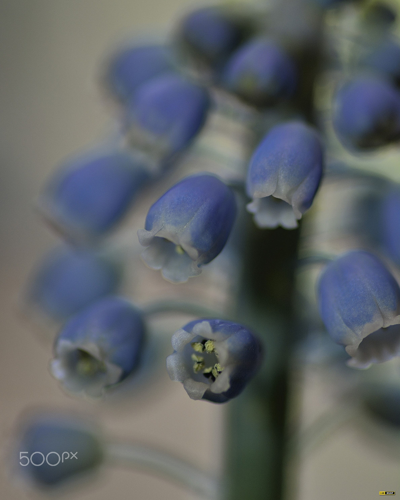 Nikon D7100 sample photo. Grape hyacinth (common grape hyacinth) photography