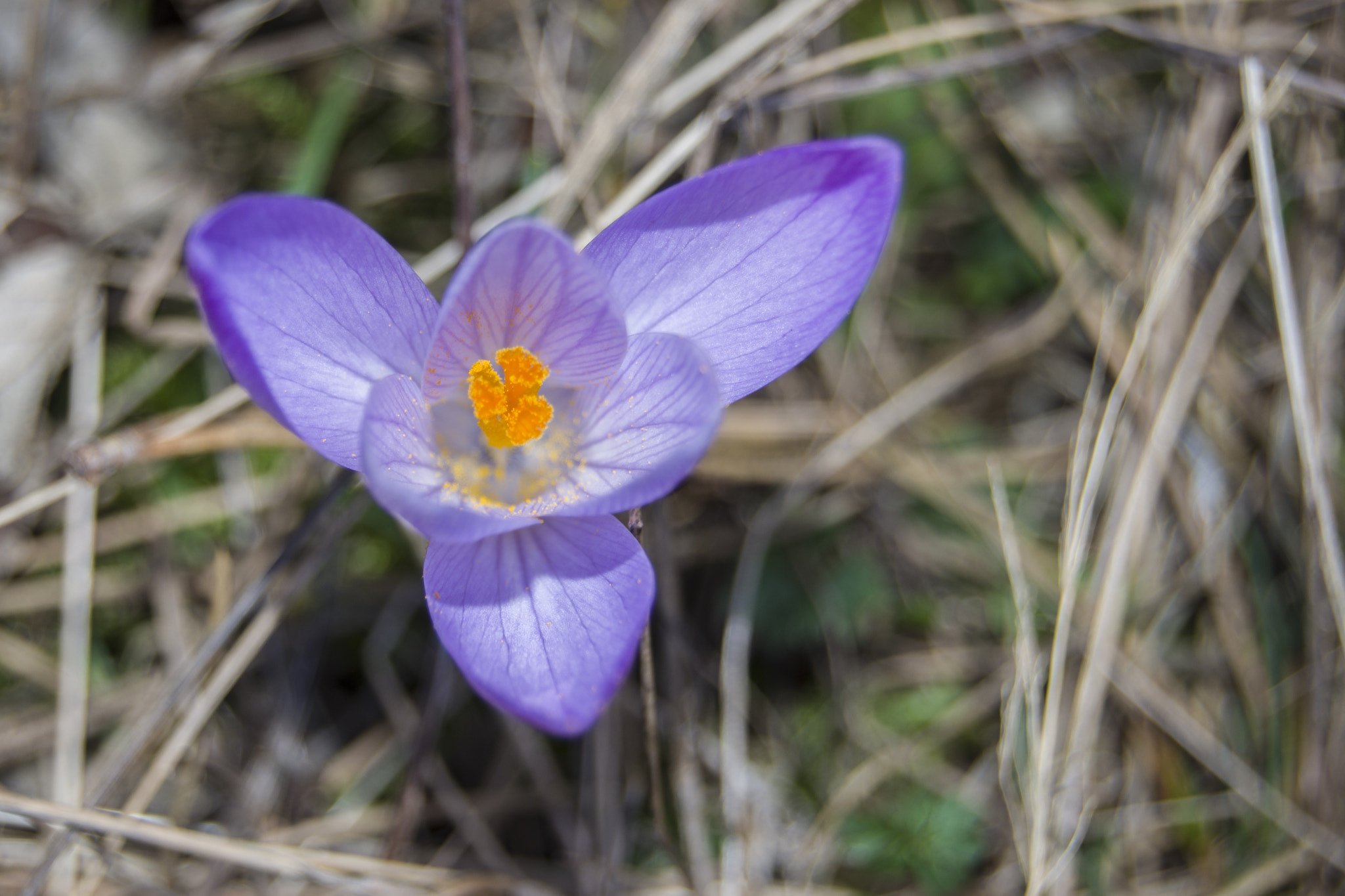 Nikon D7200 sample photo. Blue flower photography