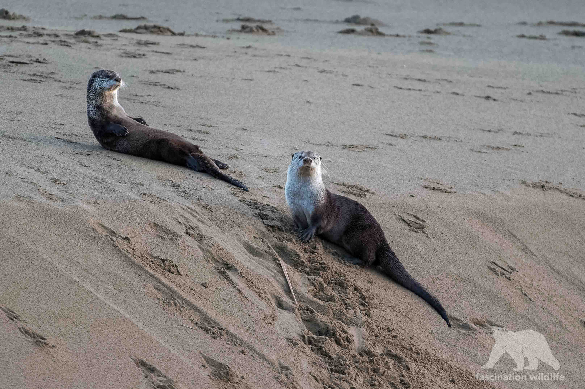 Nikon D4S sample photo. River otter photography