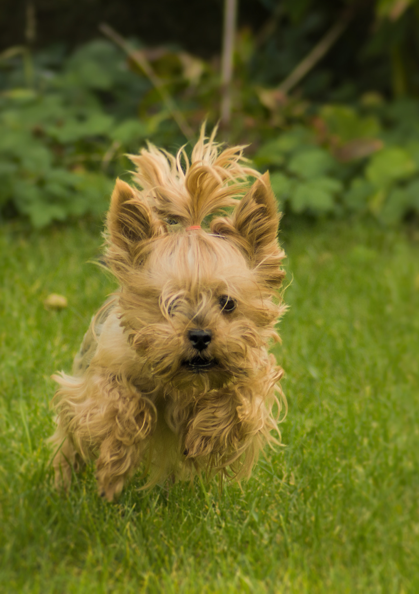 Nikon D3200 sample photo. Run, run, run photography