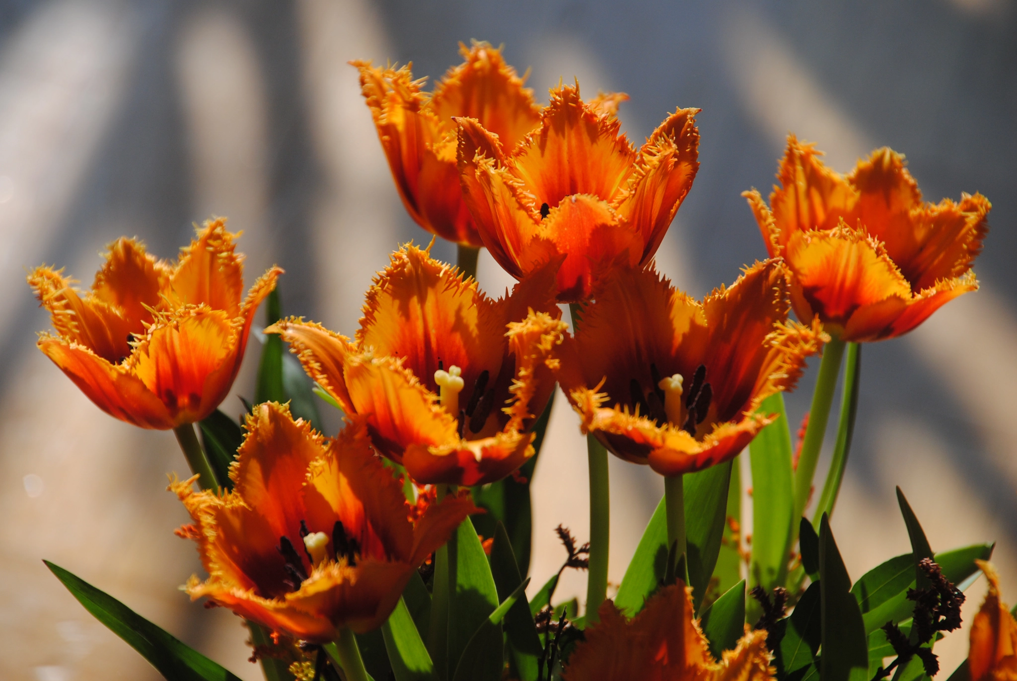 Nikon D3000 sample photo. Tulpen photography