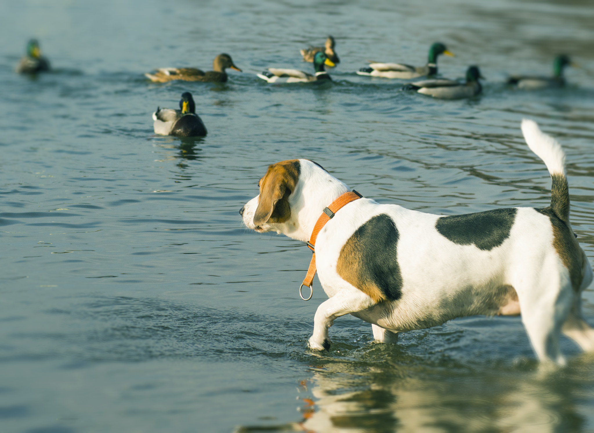 Nikon D3200 sample photo. Animal instinct photography