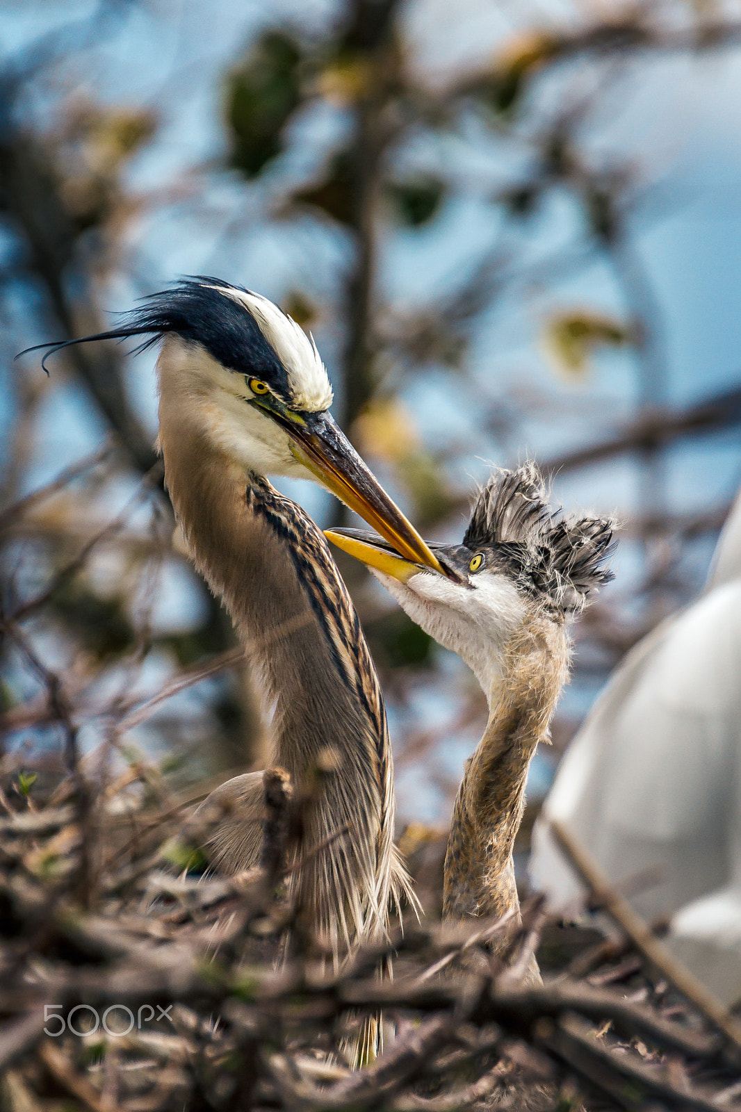 Canon EF 70-300mm F4-5.6L IS USM sample photo. Great blue heron feeding baby photography
