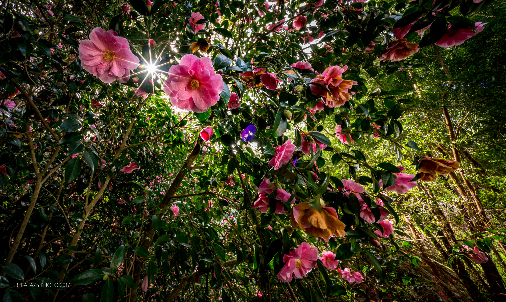 Voigtlander HELIAR-HYPER WIDE 10mm F5.6 sample photo. Ireland photography