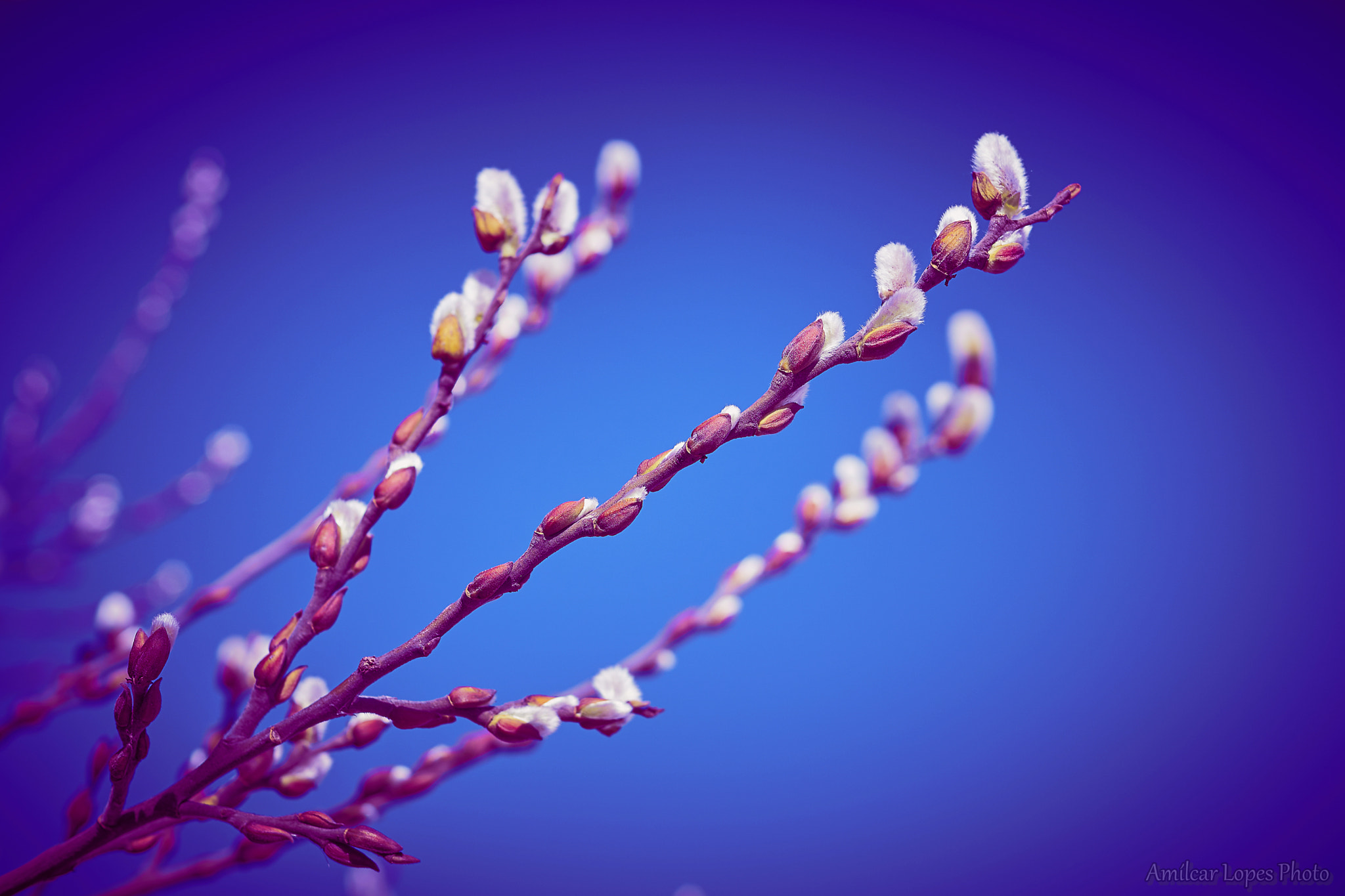 Sony ILCA-77M2 + Sony DT 35mm F1.8 SAM sample photo. Brotar photography