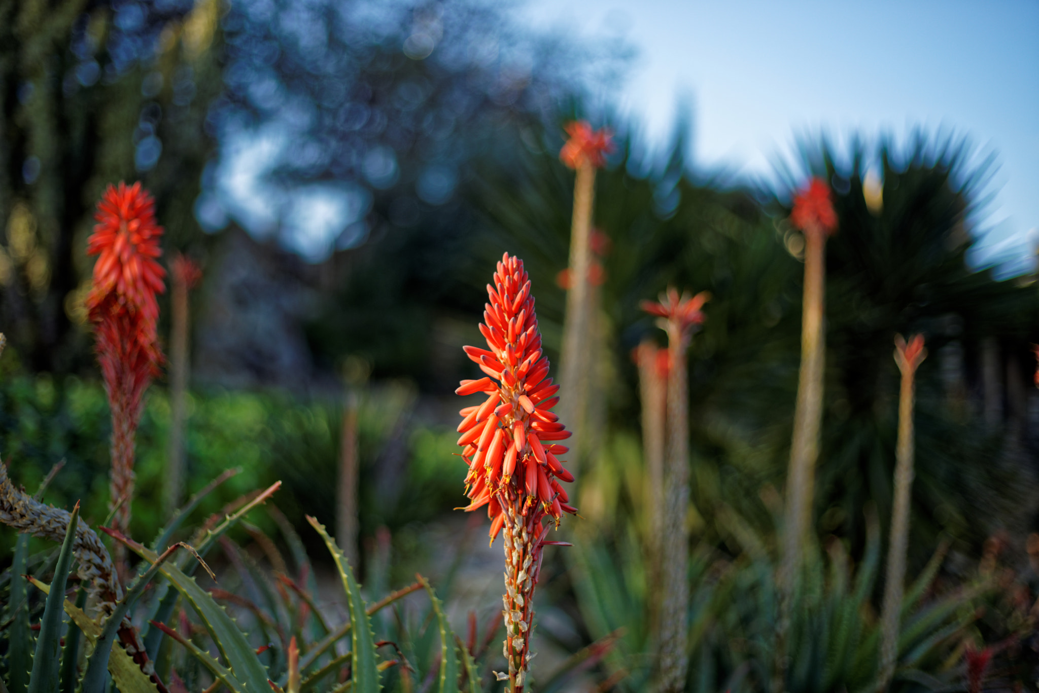 Sony a7R sample photo. Tubular flower photography