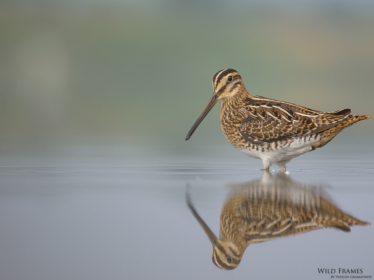 Nikon Nikkor AF-S 300mm F4E PF ED VR sample photo. Common snipe photography