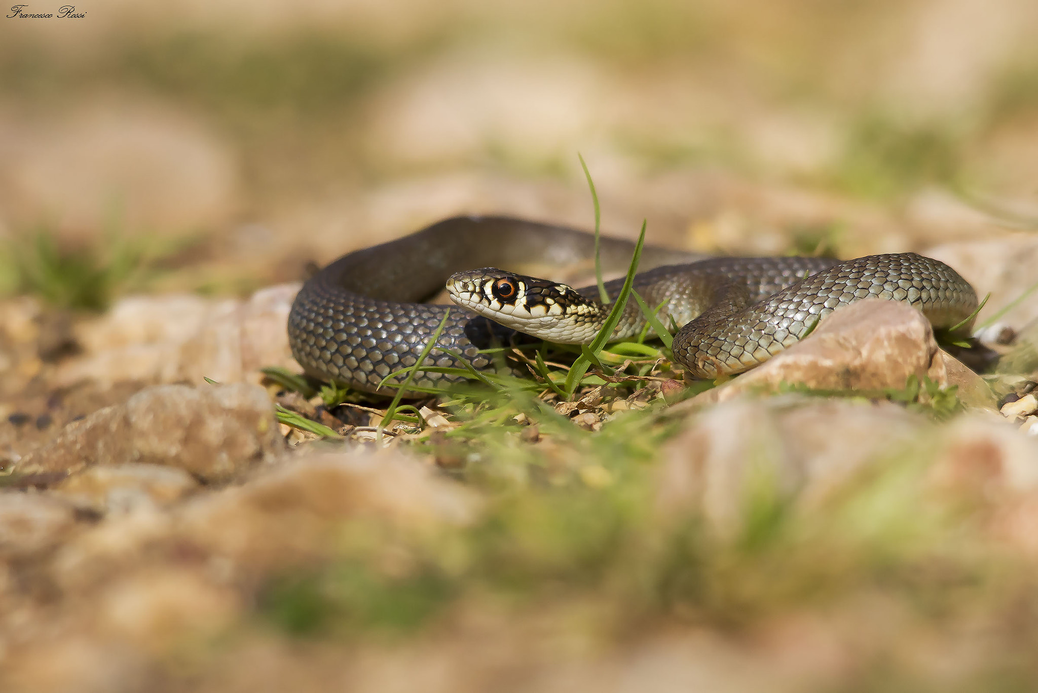 Canon EOS 7D + Sigma 150-500mm F5-6.3 DG OS HSM sample photo. Coluber virdiflavus  photography