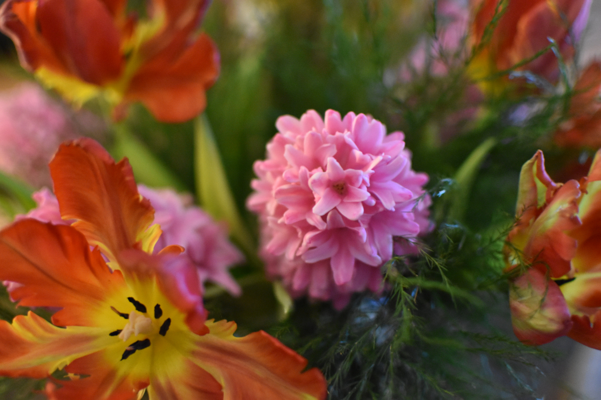 Nikon AF-S DX Nikkor 35mm F1.8G sample photo. Hyacinth photography