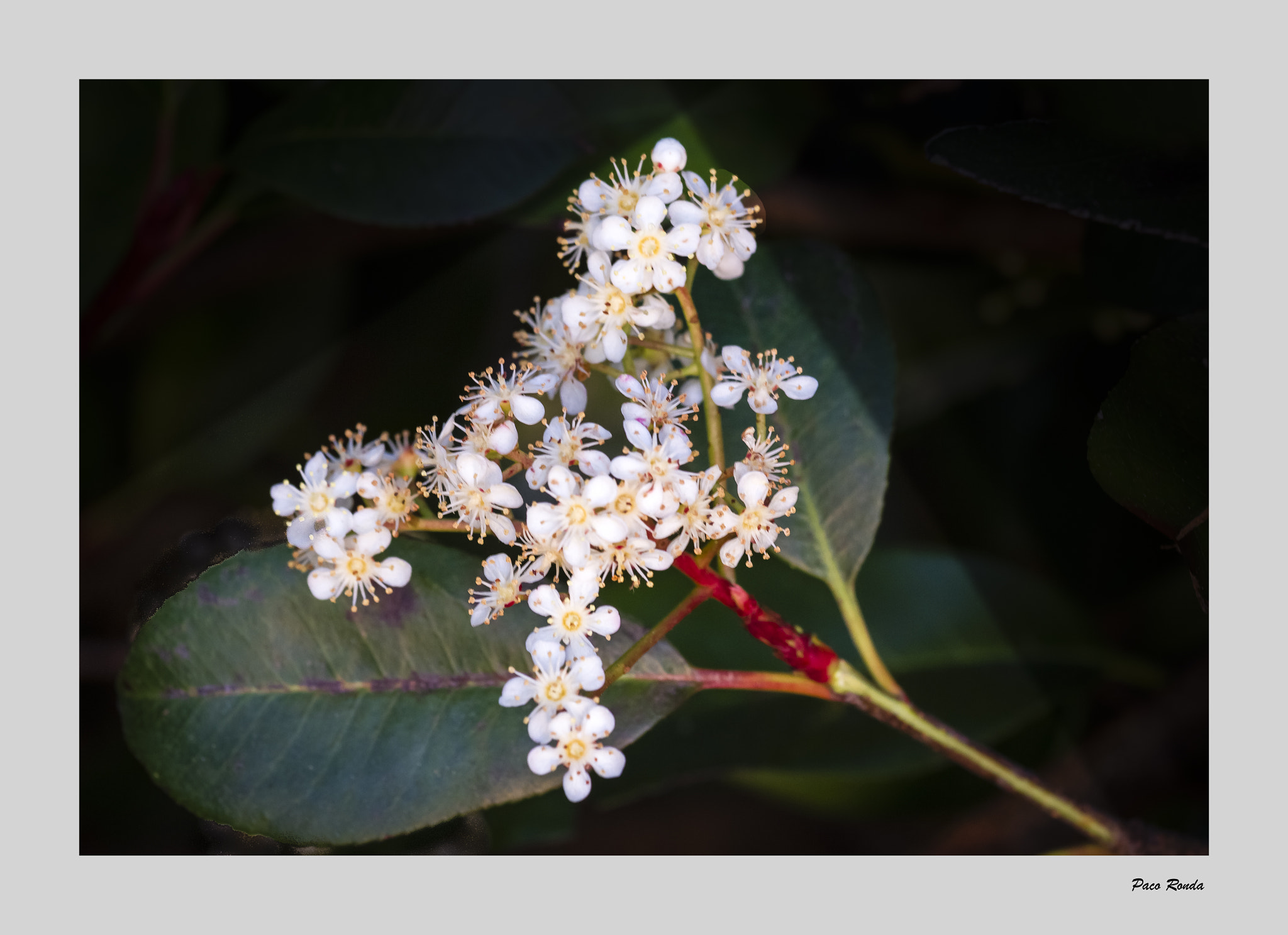 Canon EOS 7D + Canon EF 70-200mm F4L IS USM sample photo. Mg photography