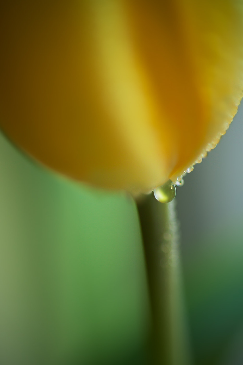 Canon EOS 50D + Canon EF 50mm F1.8 II sample photo. Desire... photography