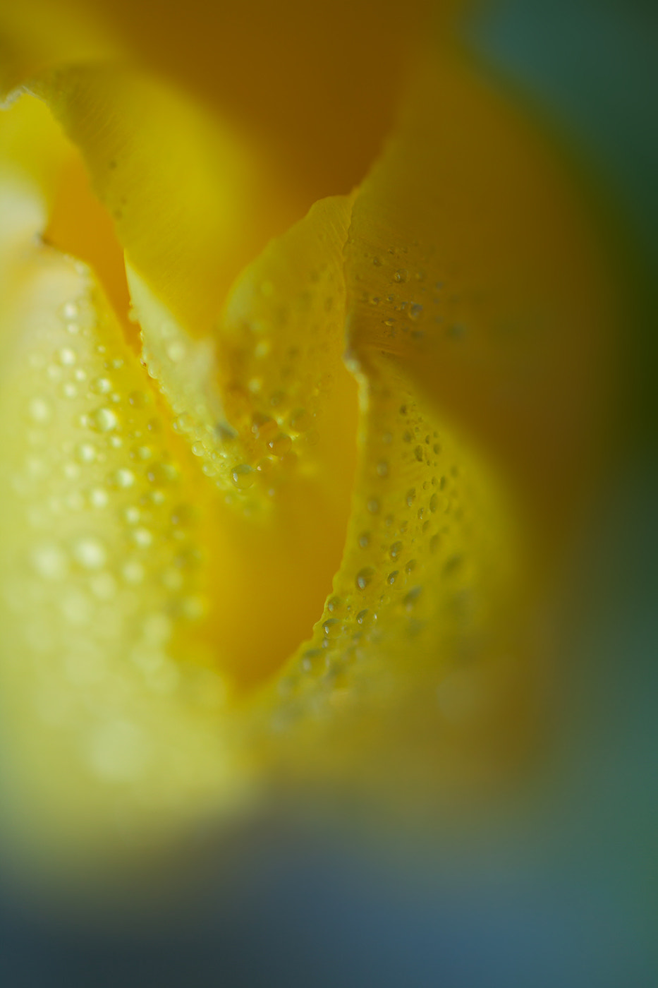 Canon EOS 50D + Canon EF 50mm F1.8 II sample photo. Desire... photography