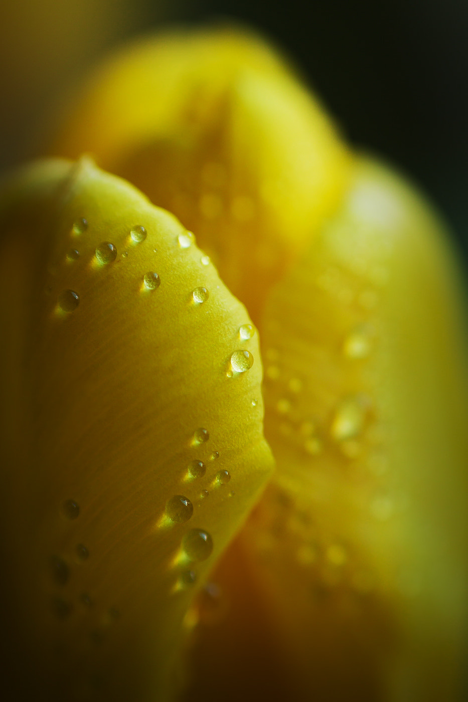 Canon EOS 50D + Canon EF 50mm F1.8 II sample photo. Desire... photography