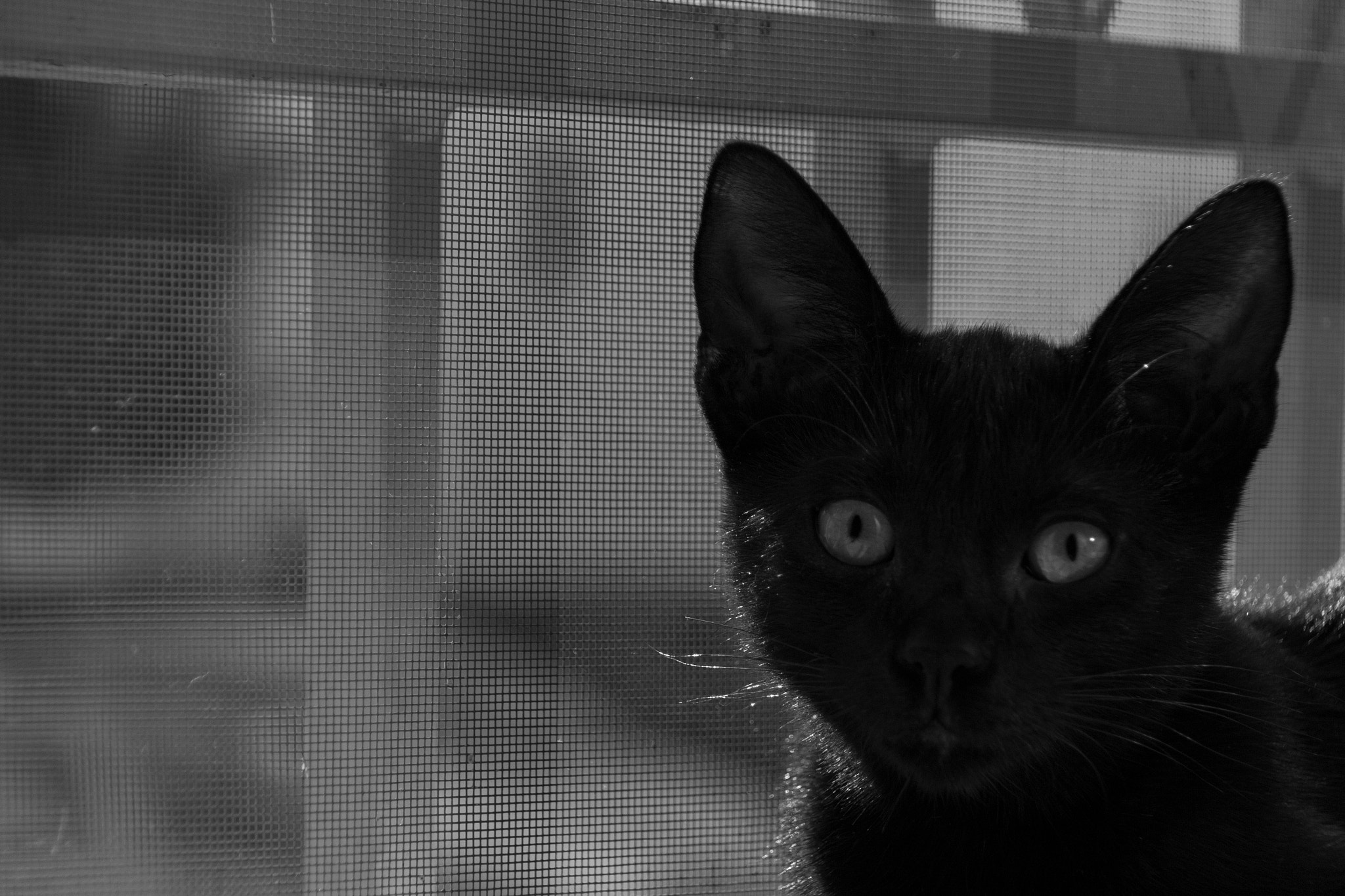 Sigma 18-250mm F3.5-6.3 DC OS HSM sample photo. Lokiorejitas photography