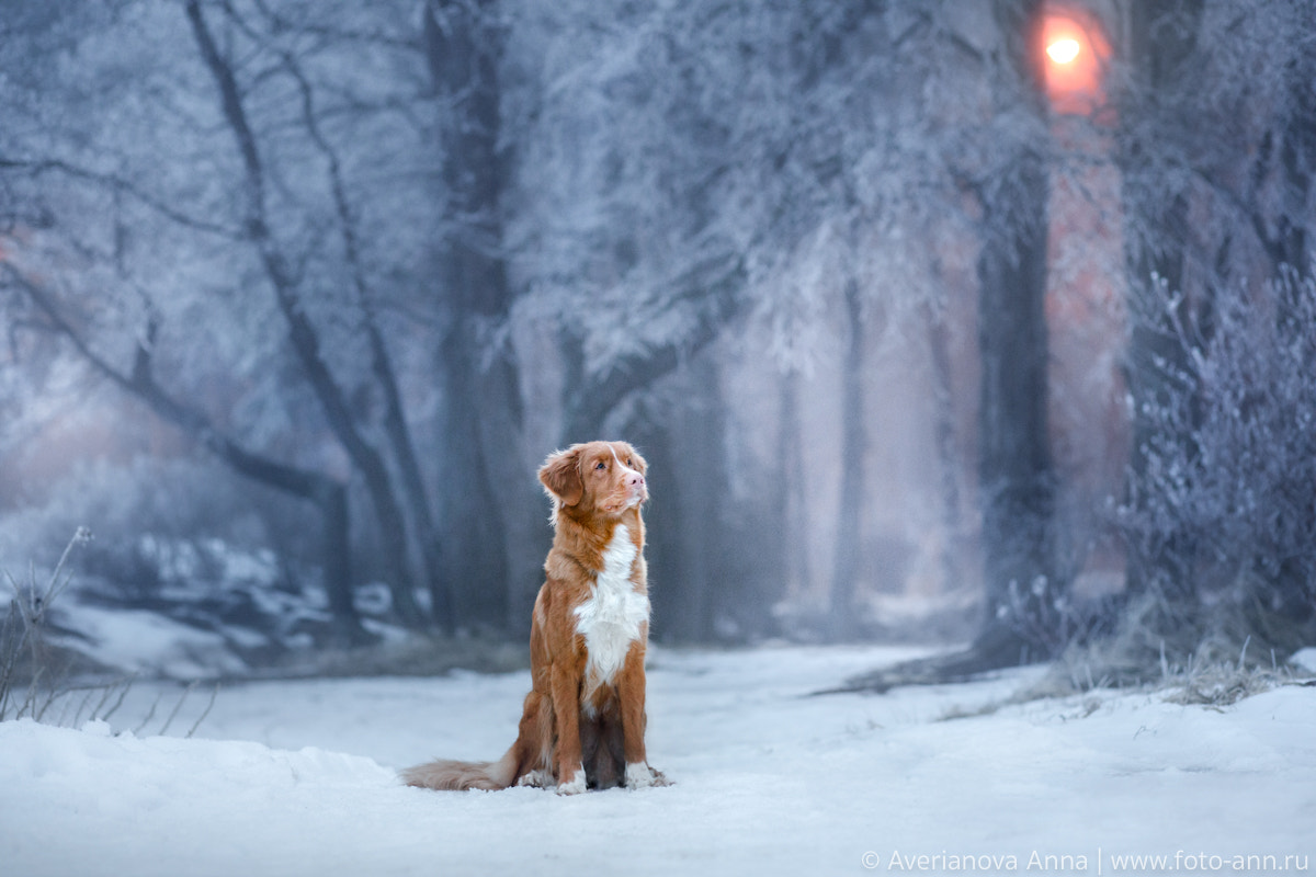 Canon EF 85mm F1.8 USM sample photo. Winter fairytale photography