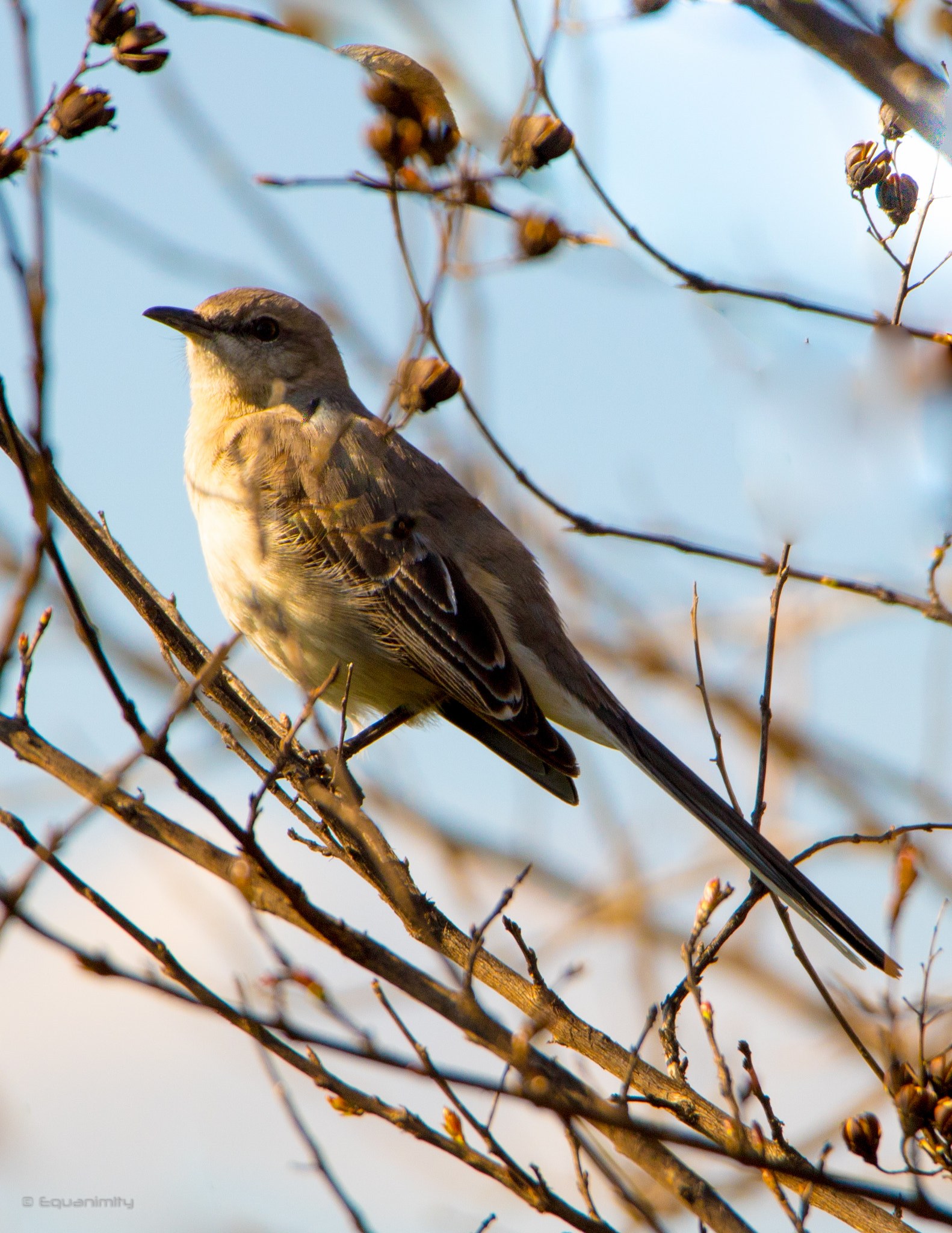Canon EOS 750D (EOS Rebel T6i / EOS Kiss X8i) sample photo. Townsend solitaire photography