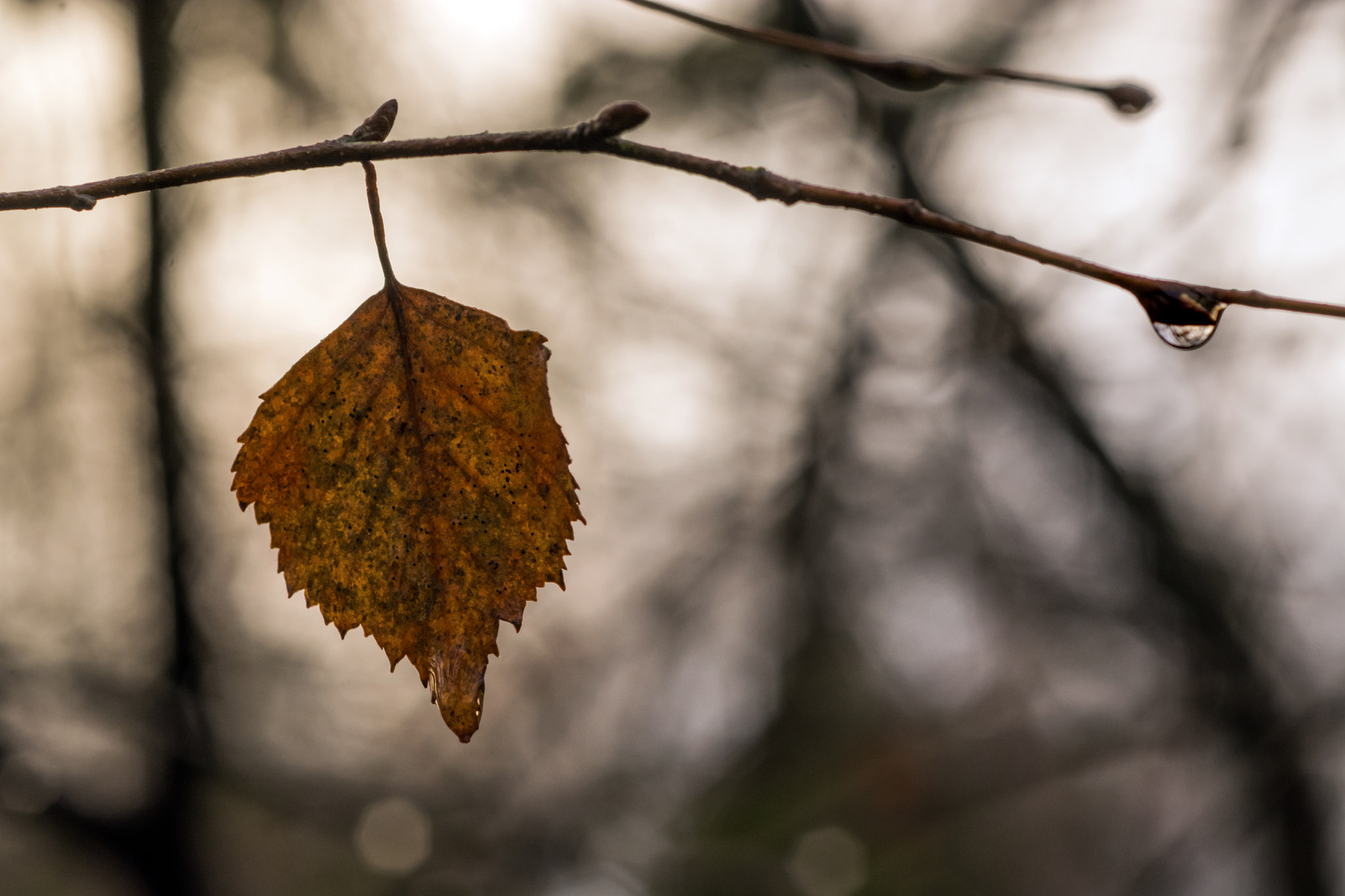 AF Micro-Nikkor 60mm f/2.8 sample photo. Birch noir! photography