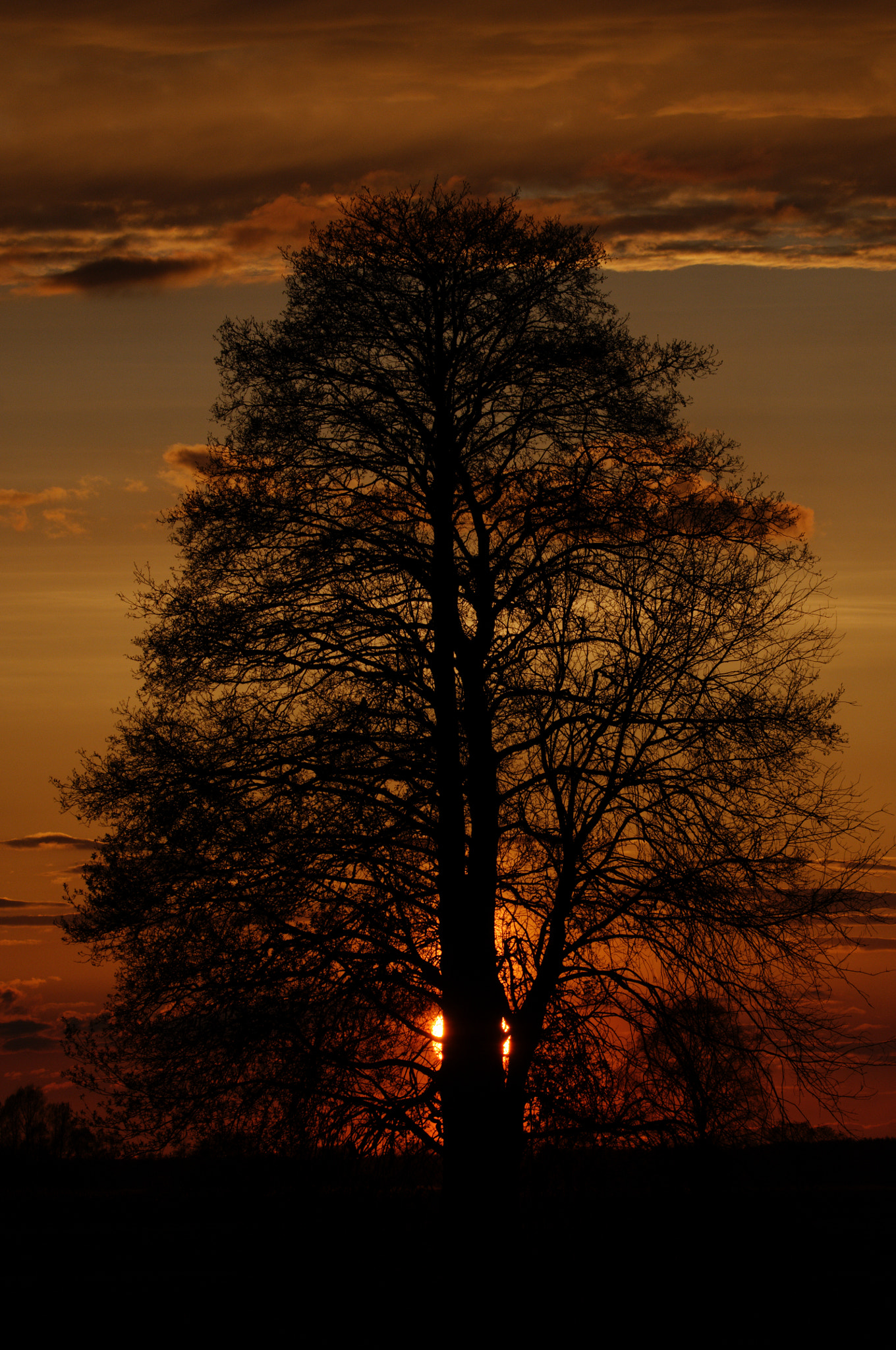 Nikon D300 sample photo. Tree photography