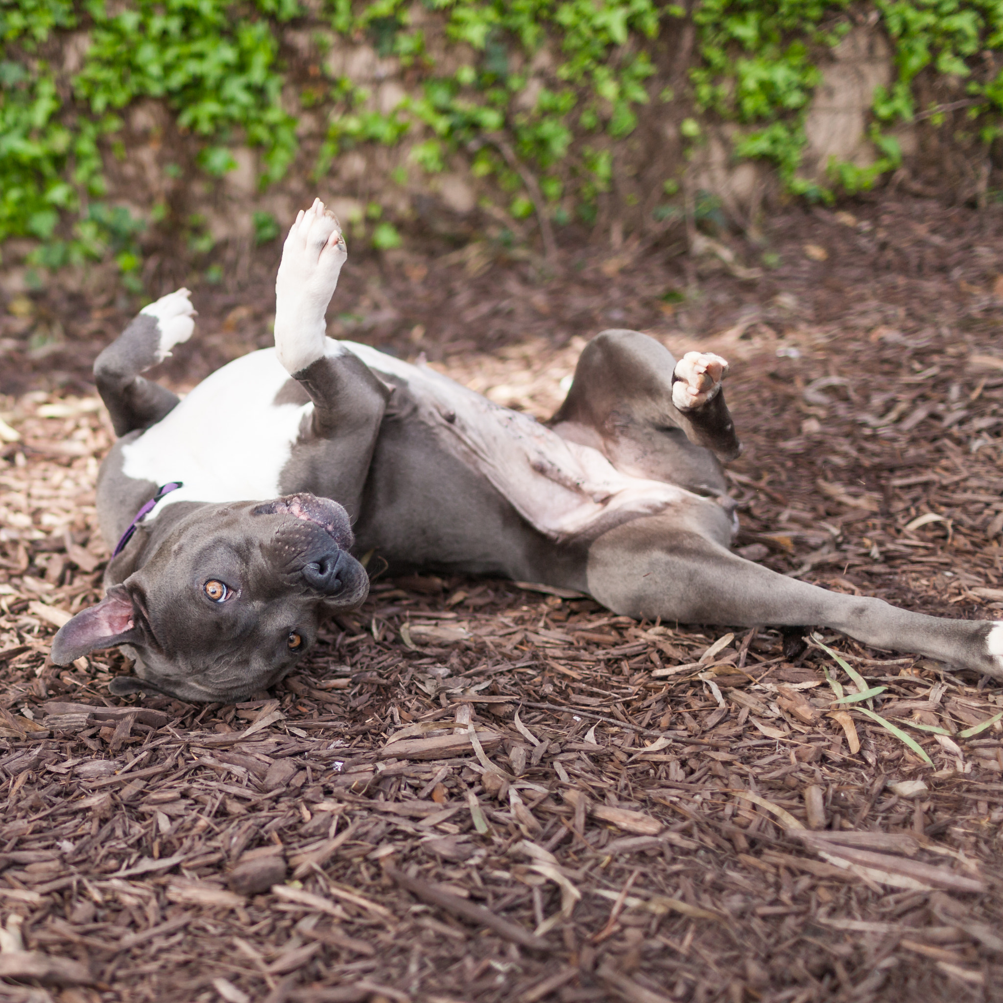 Canon EF 35mm F1.4L USM sample photo. Companionanimals photography