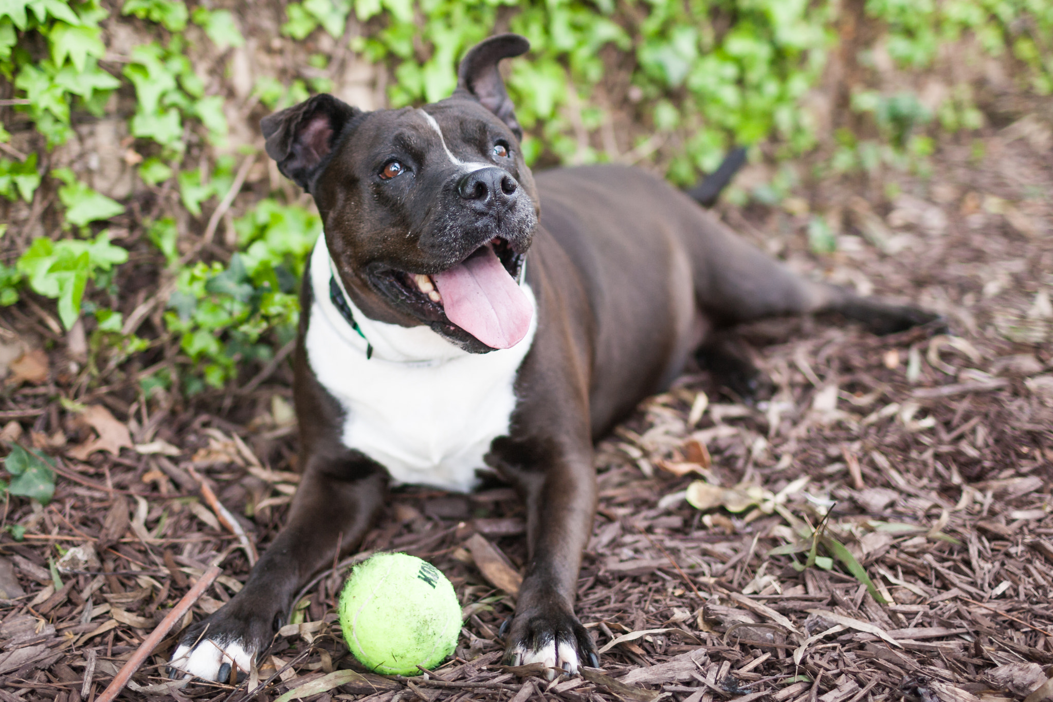 Canon EF 35mm F1.4L USM sample photo. Companionanimals photography